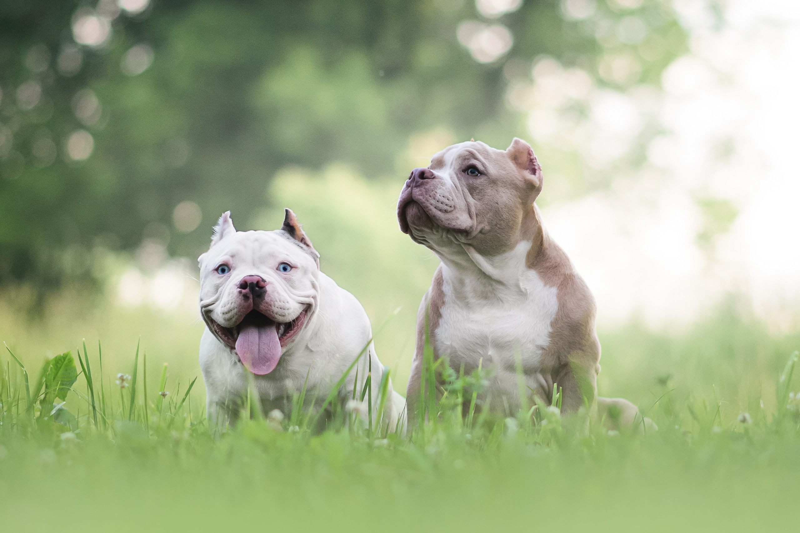 Щенки Американского Булли — 15.06.2024. Фотограф — Анималист | Анна Абрамова