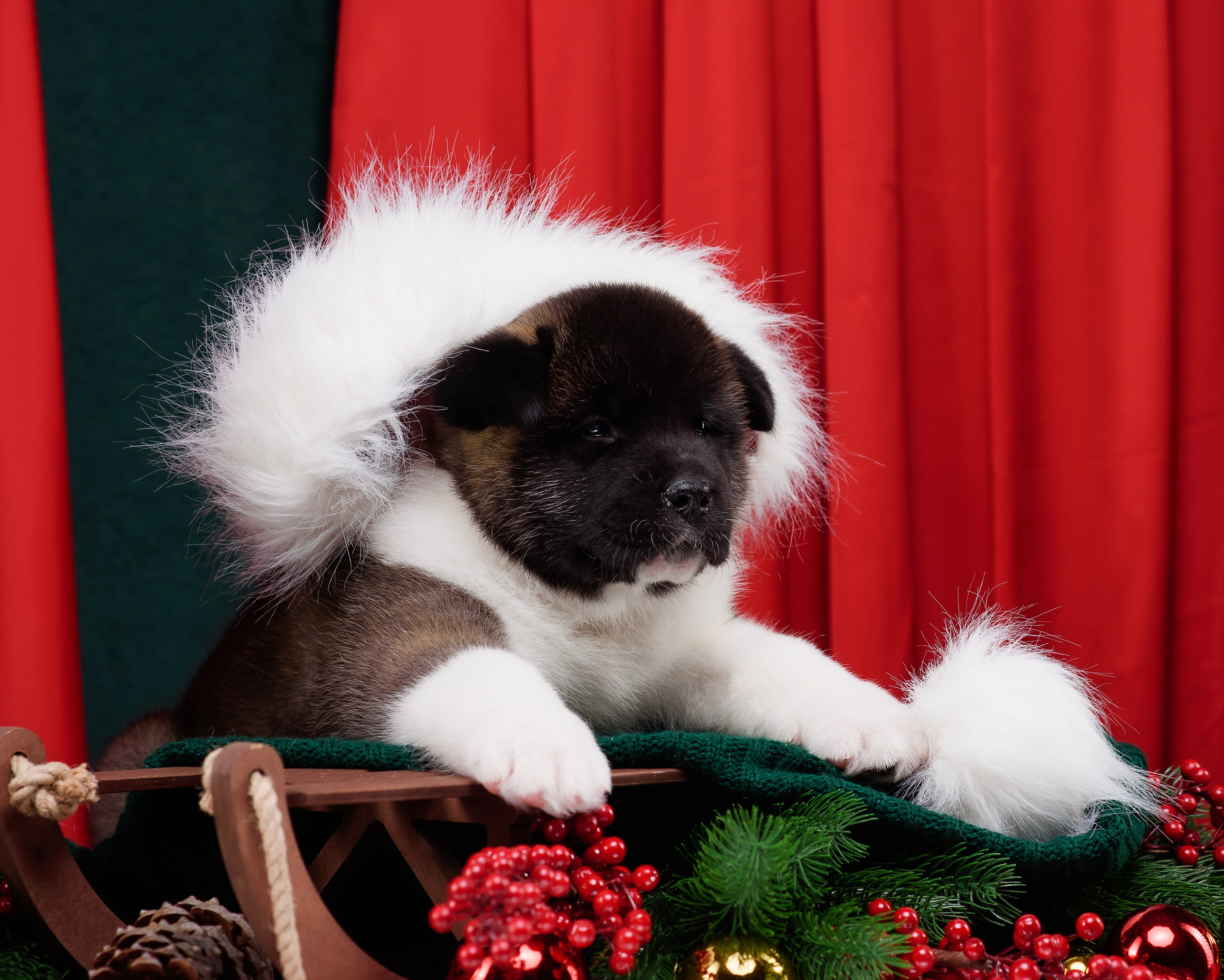 Щенки Американской Акиты. Фотограф — Анималист | Анна Абрамова