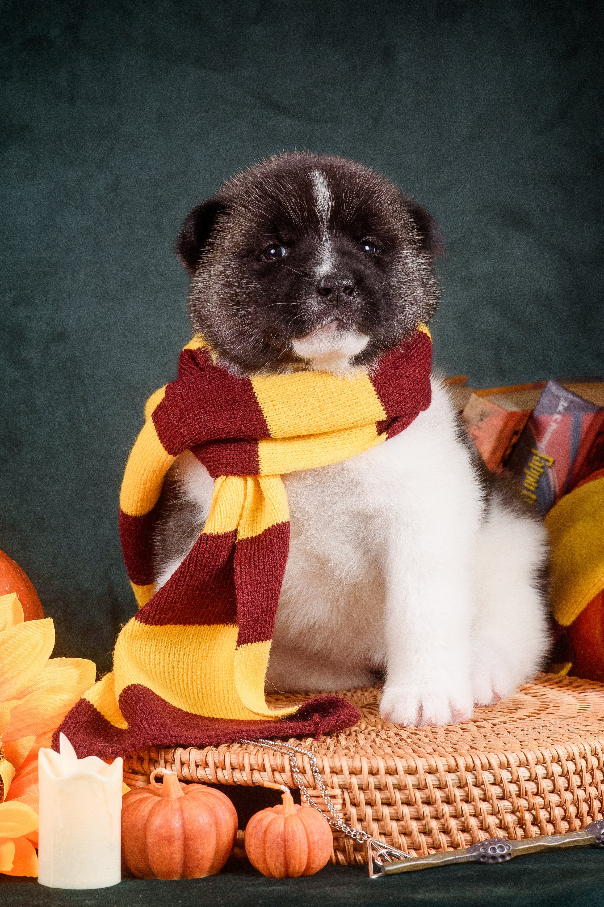 Щенки Американской Акиты — 04.11.2024. Фотограф — Анималист | Анна Абрамова