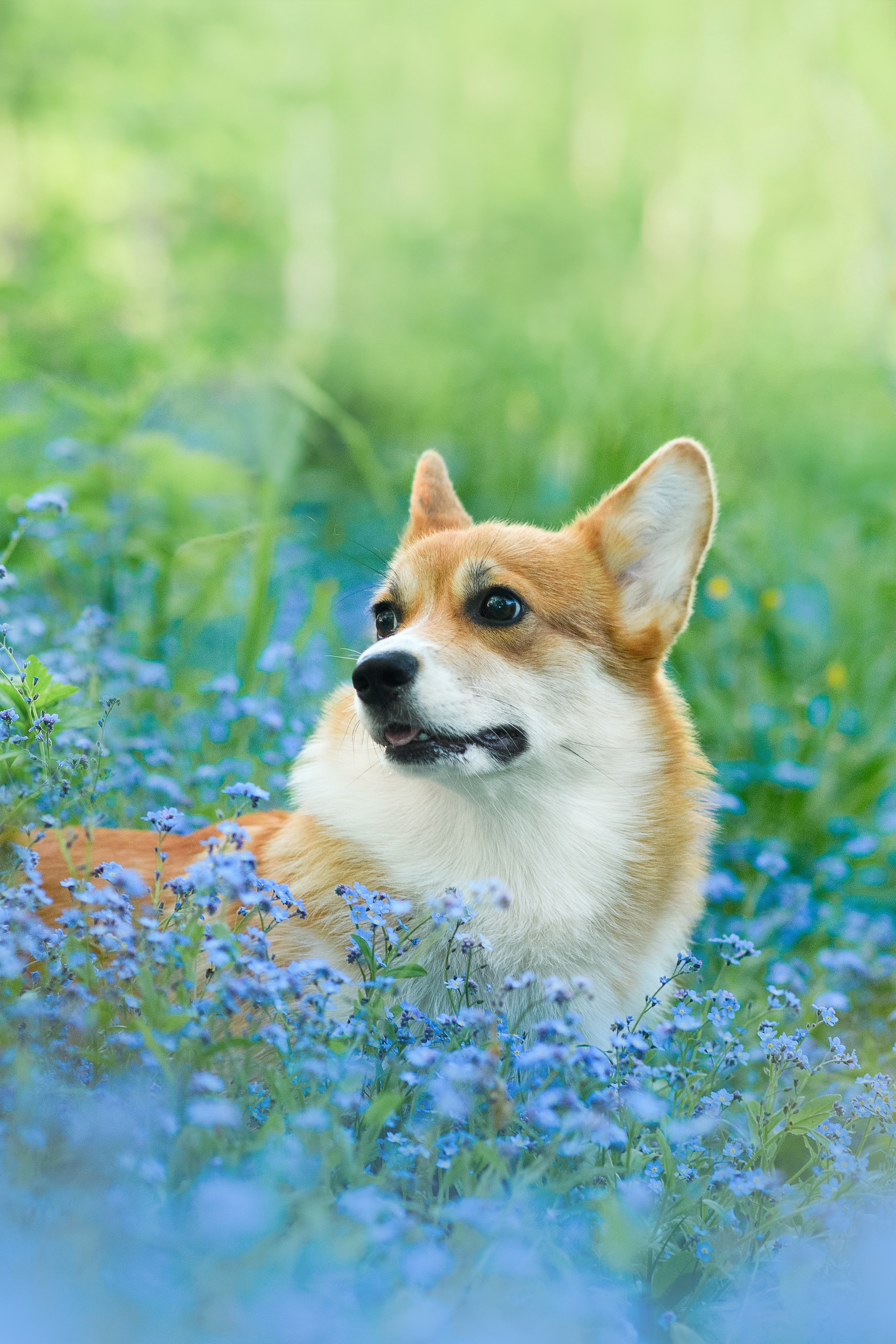 Синнабон — 25.05.2024. Фотограф — Анималист | Анна Абрамова