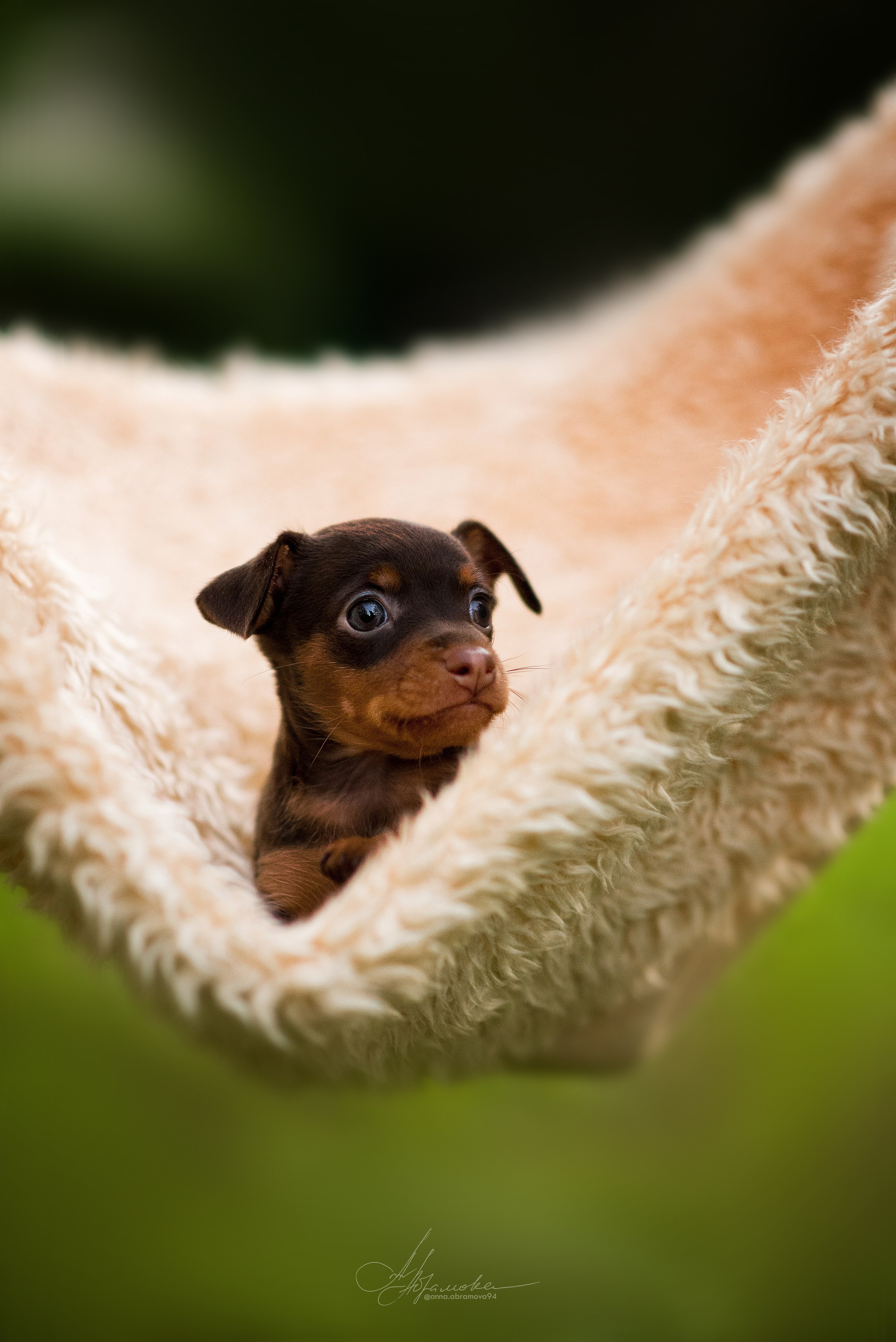 Щенки пражских крысариков — 06.08.2023. Фотограф — Анималист | Анна Абрамова