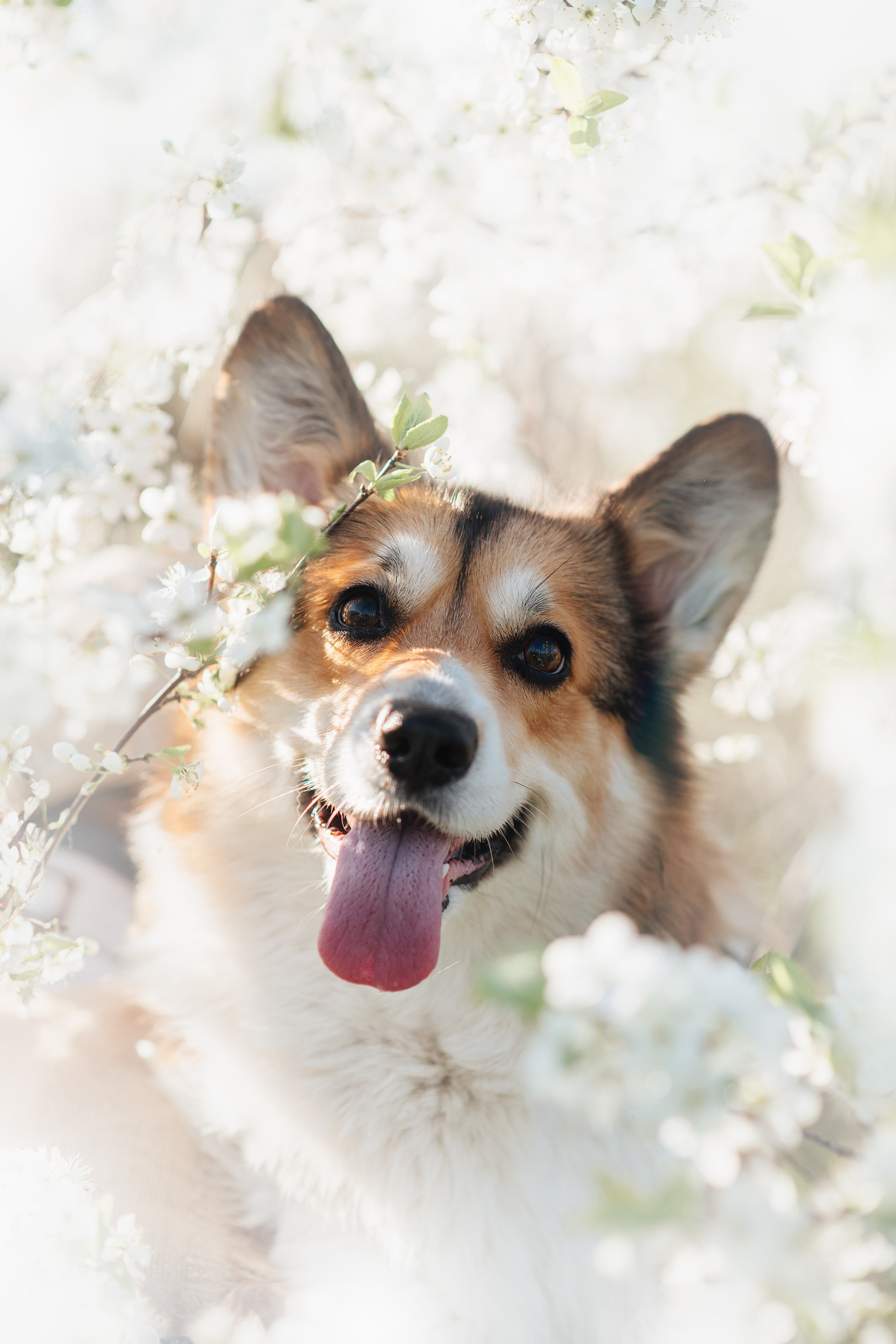 Трисс — 29.04.2024. Фотограф — Анималист | Анна Абрамова