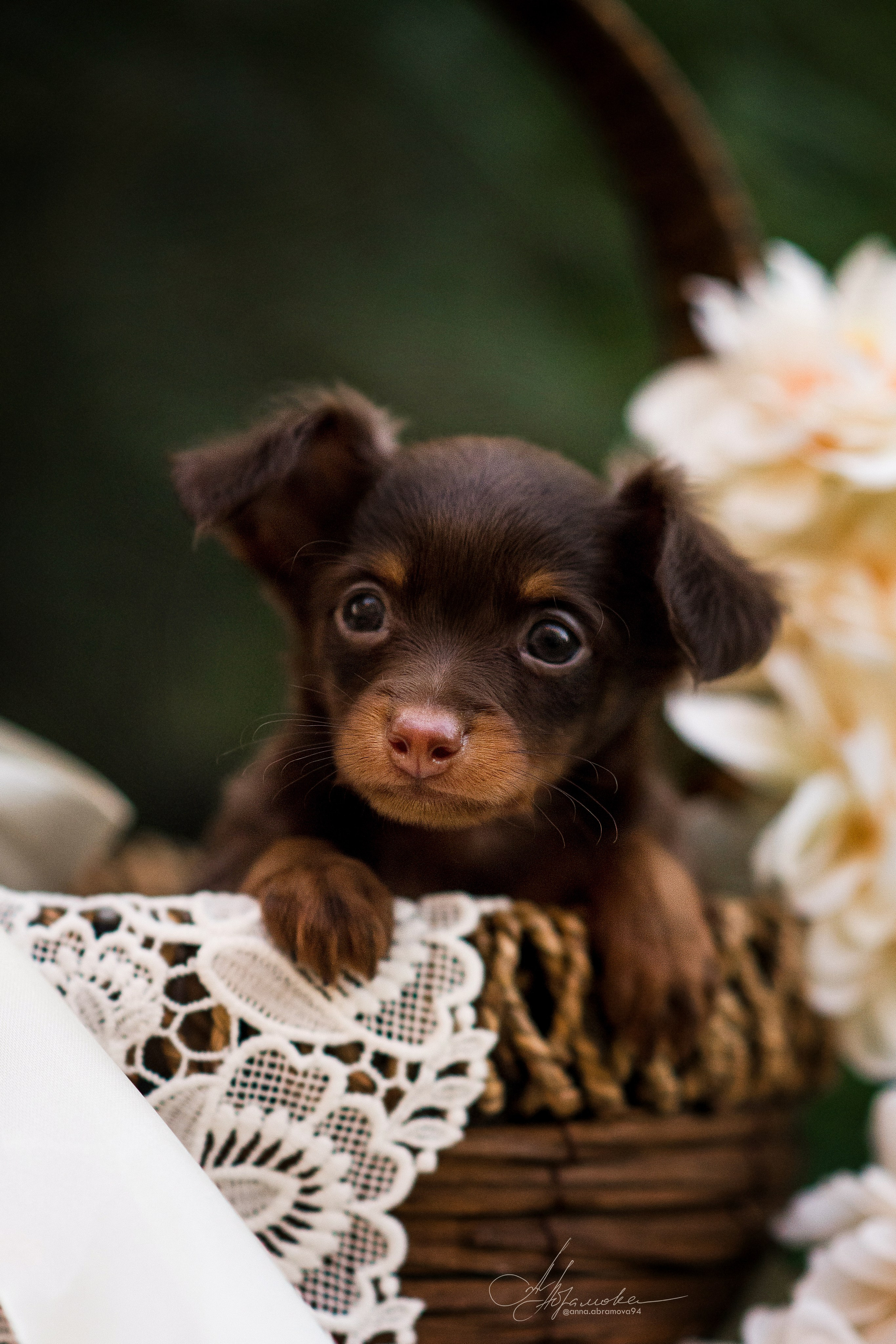 Щенки пражских крысариков — 06.08.2023. Фотограф — Анималист | Анна Абрамова