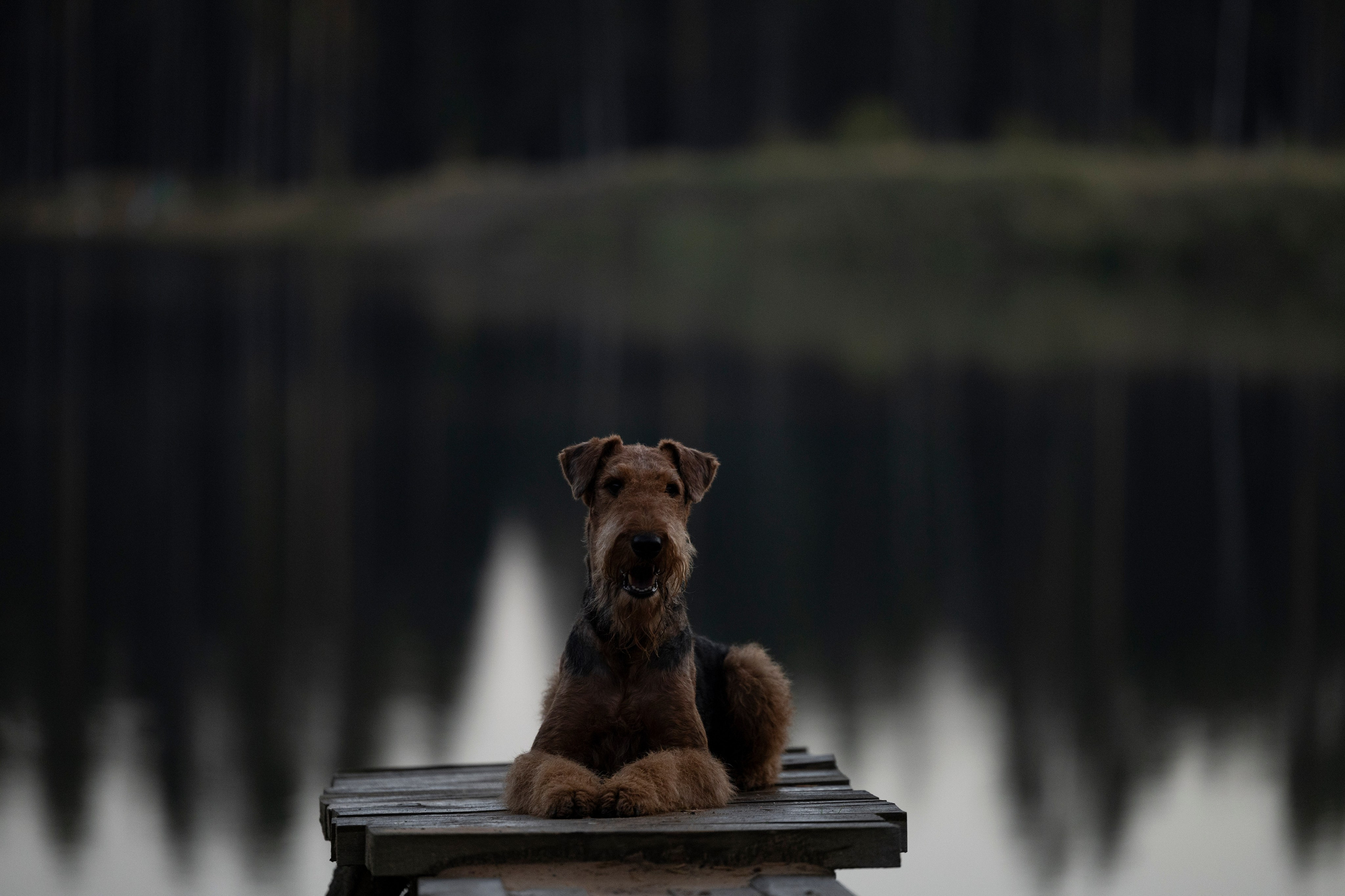 Харди. Фотограф-анималист Анна Маринич