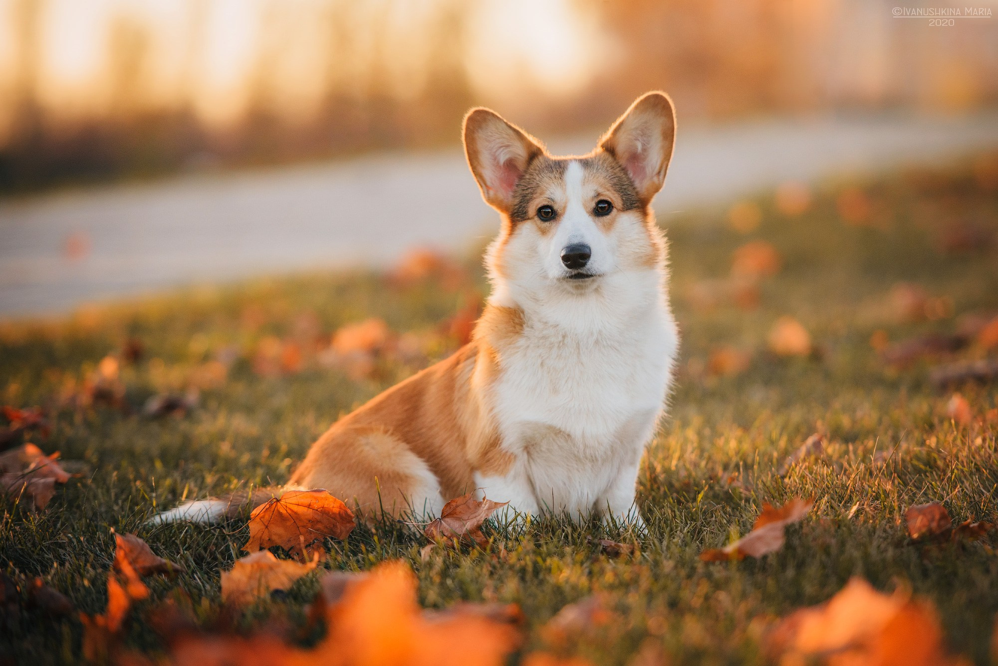 Фотограф-анималист. Фотограф собак в Москве и Московской области Иванушкина Мария