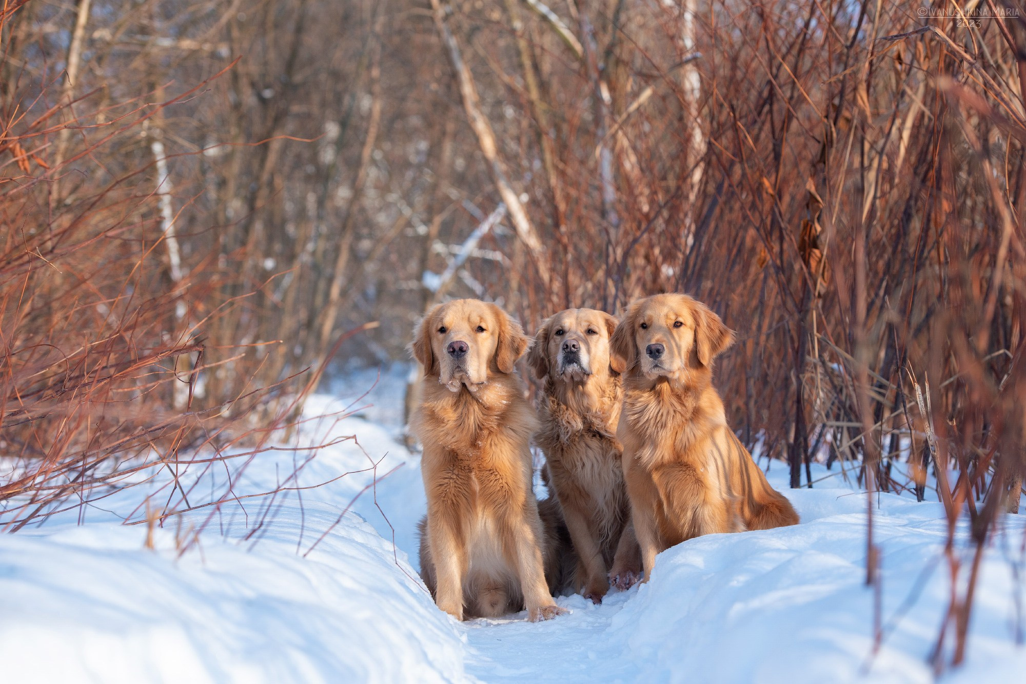 голден ретриверы американского типа