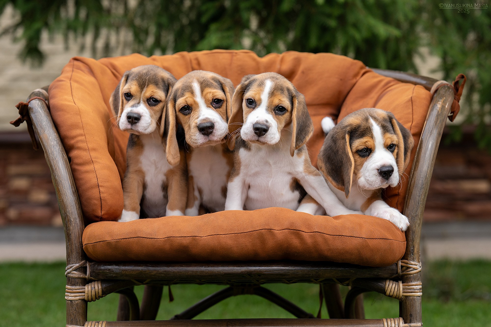 Фотосессия щенков на продажу. Фотограф собак в Москве и Московской области Иванушкина Мария