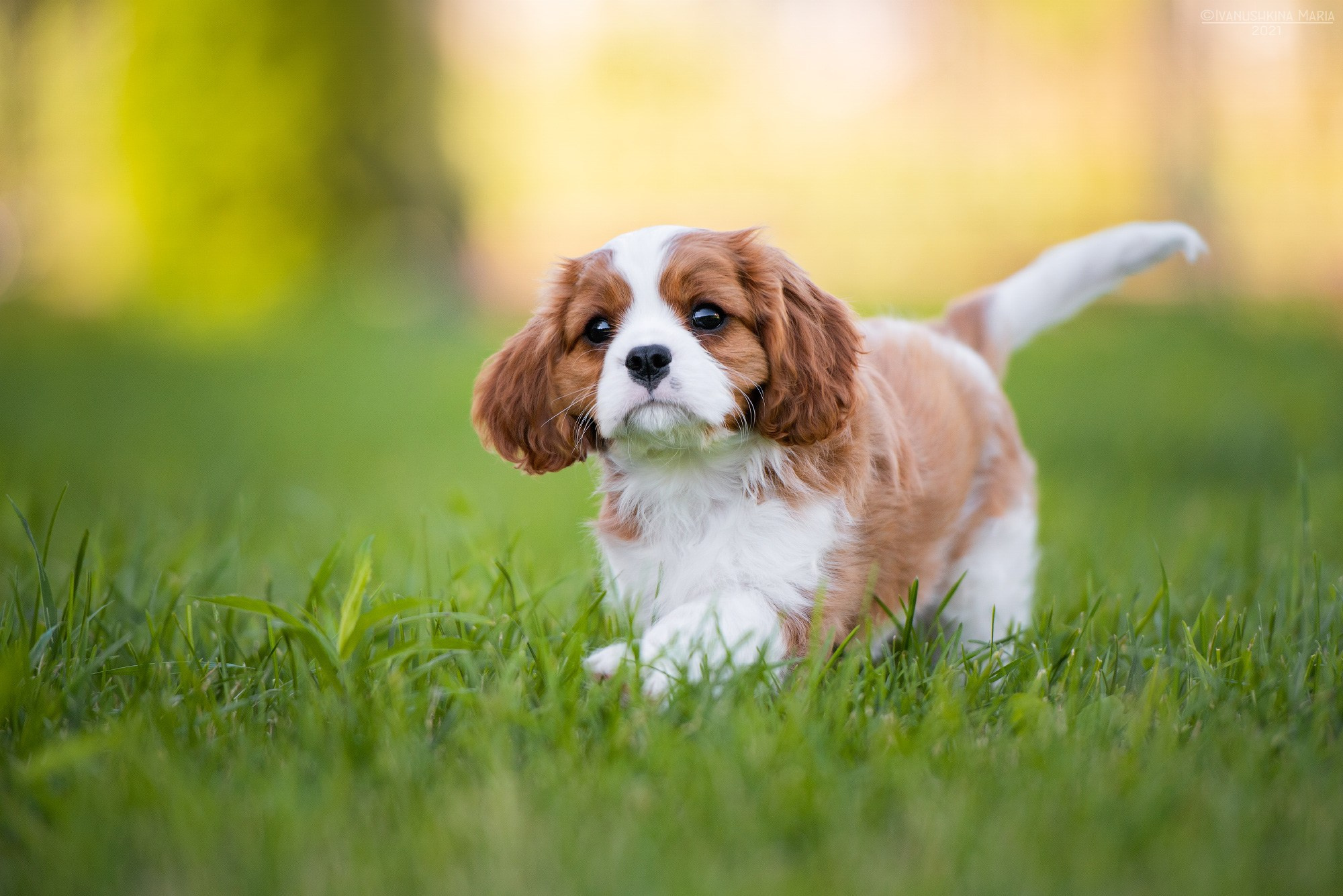 Фотосессия щенков на продажу. Фотограф собак в Москве и Московской области Иванушкина Мария