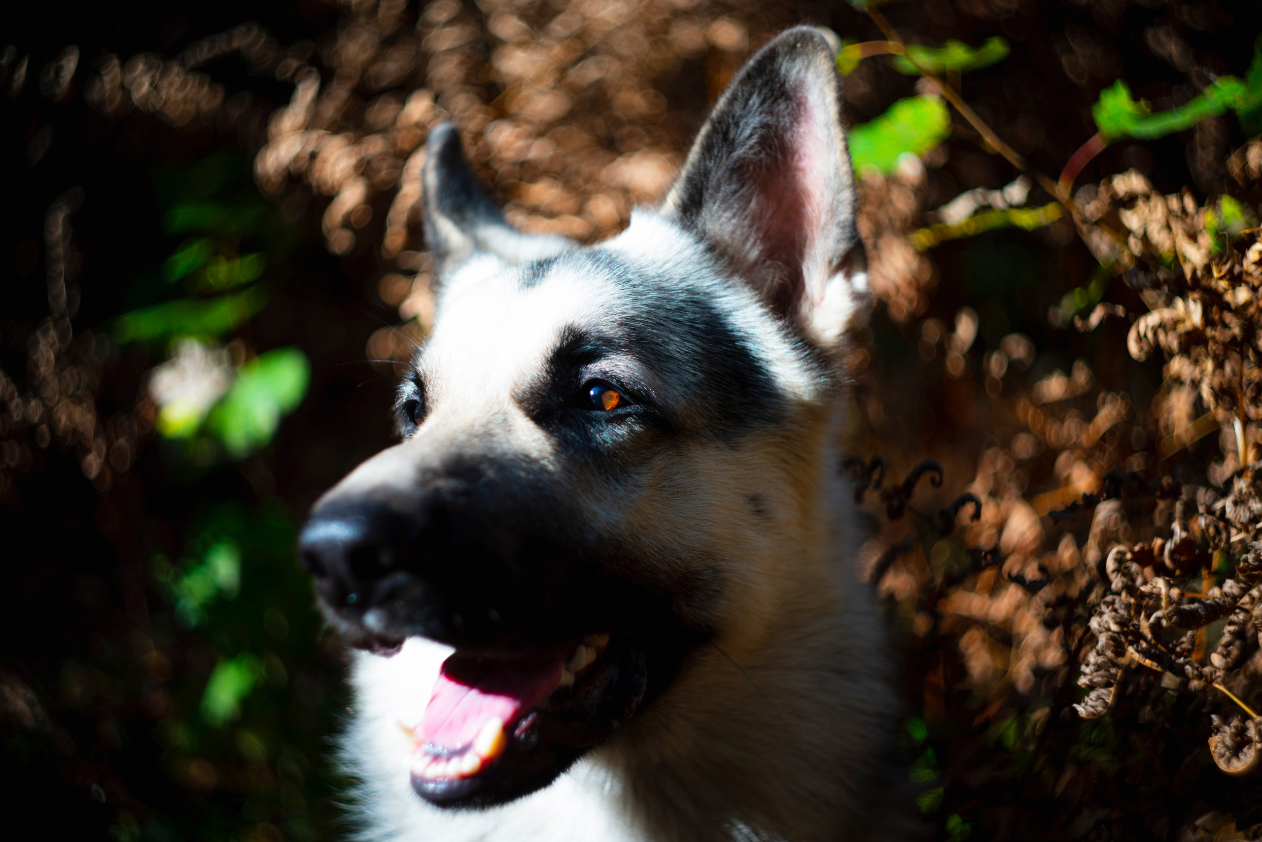 Объектив советского производства HELIOS 44К-4 58/2 на Pentax