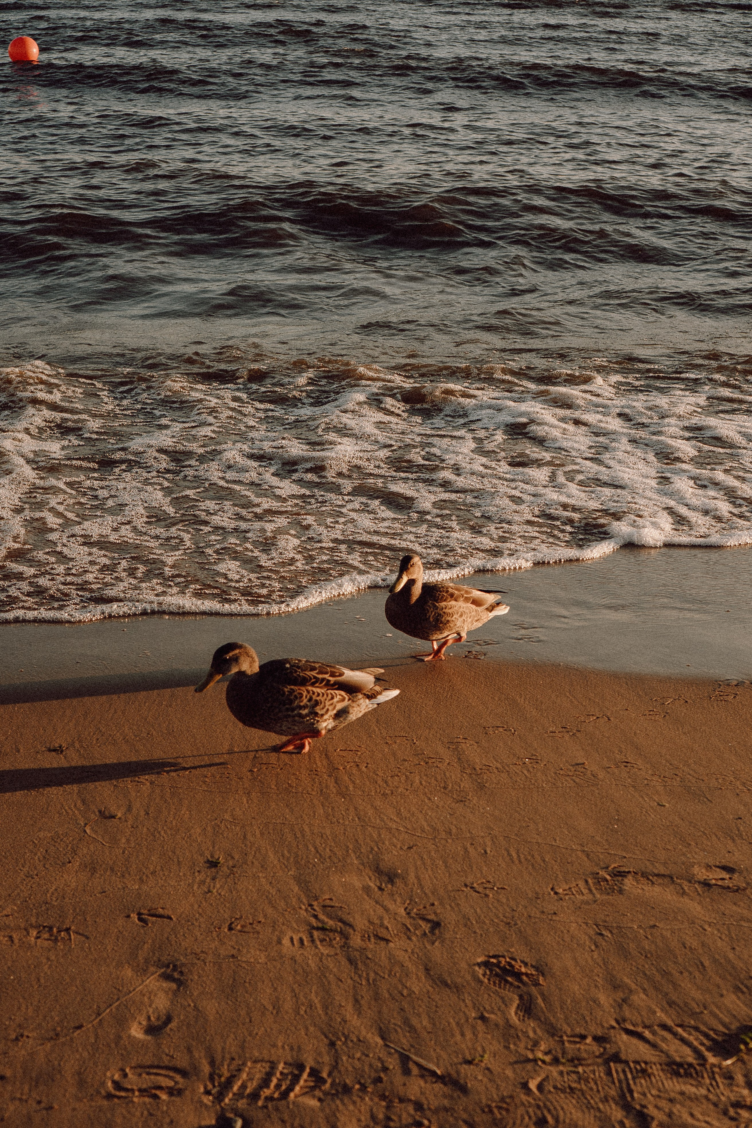 РОМАНТИКА ФИНСКОГО ЗАЛИВА. Профессиональный фотограф, Санкт-Петербург — Виктория Богомолова