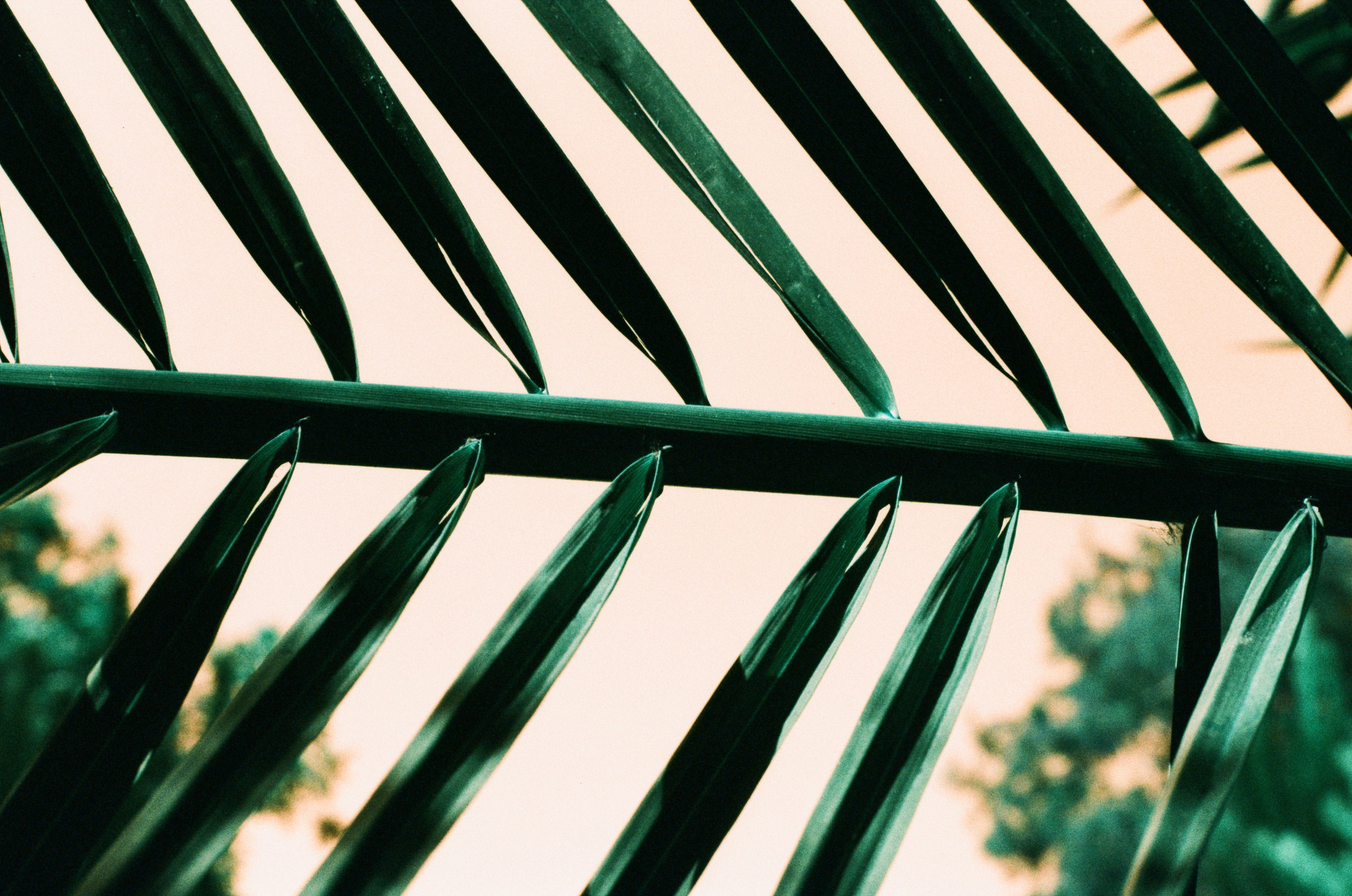 Пленка. Фотограф Елена Лаврова