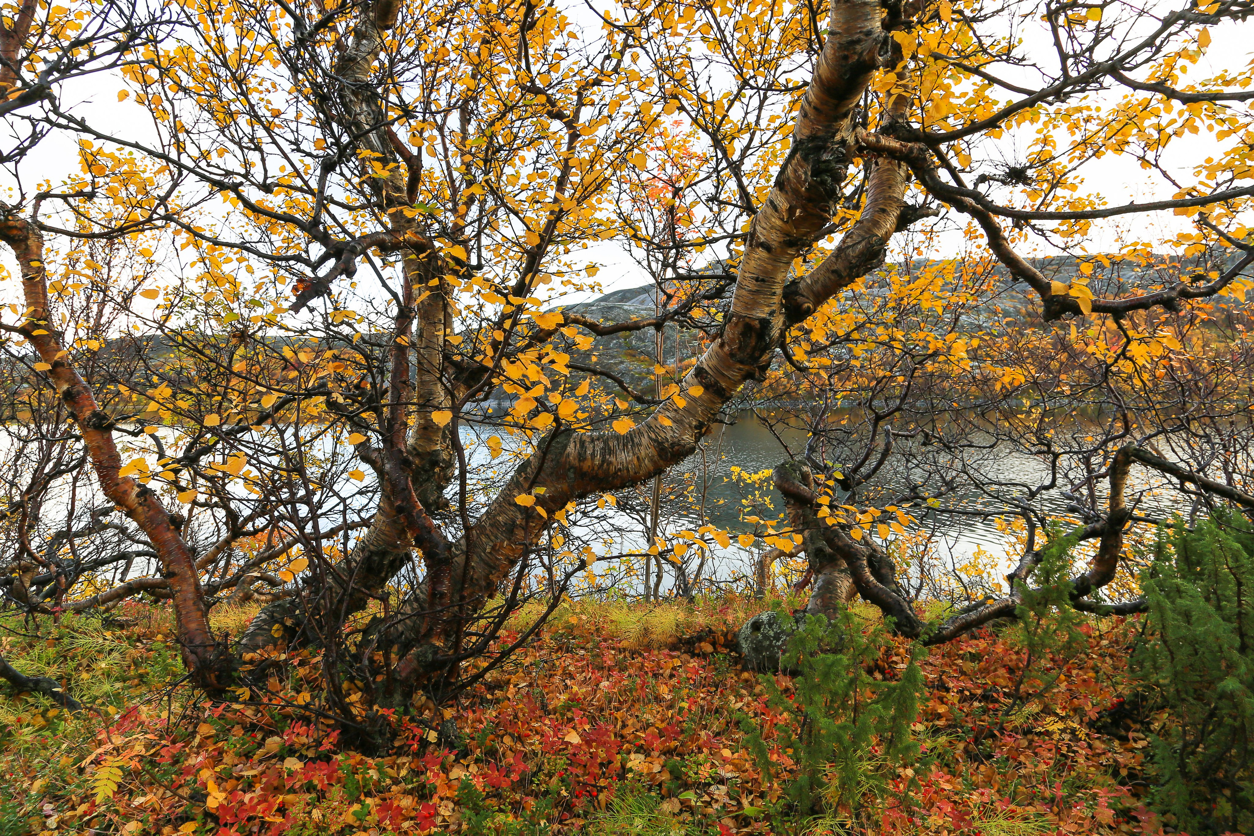 Мир растений. Пейзажи Крайнего Севера. Баренцево море, Рыбачий, Средний, Немецкий