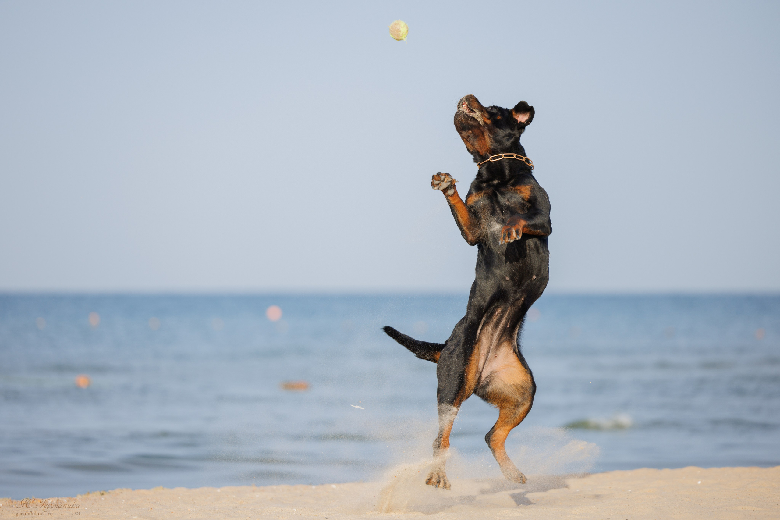 Свободная съемка. Фотограф-анималист Юлия Германика