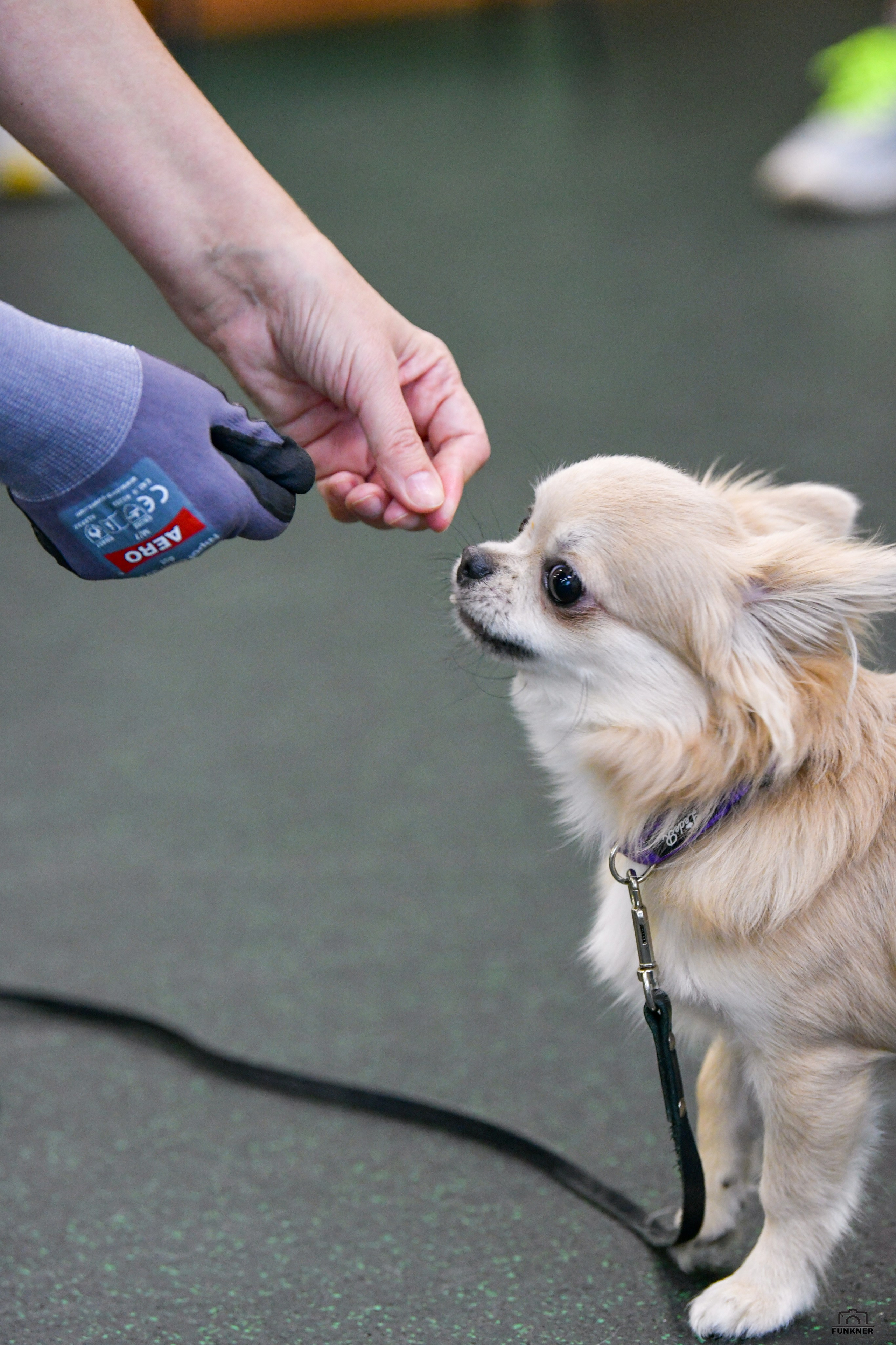 Кинологический клуб «Бодрый хвост». Свой взгляд через объектив