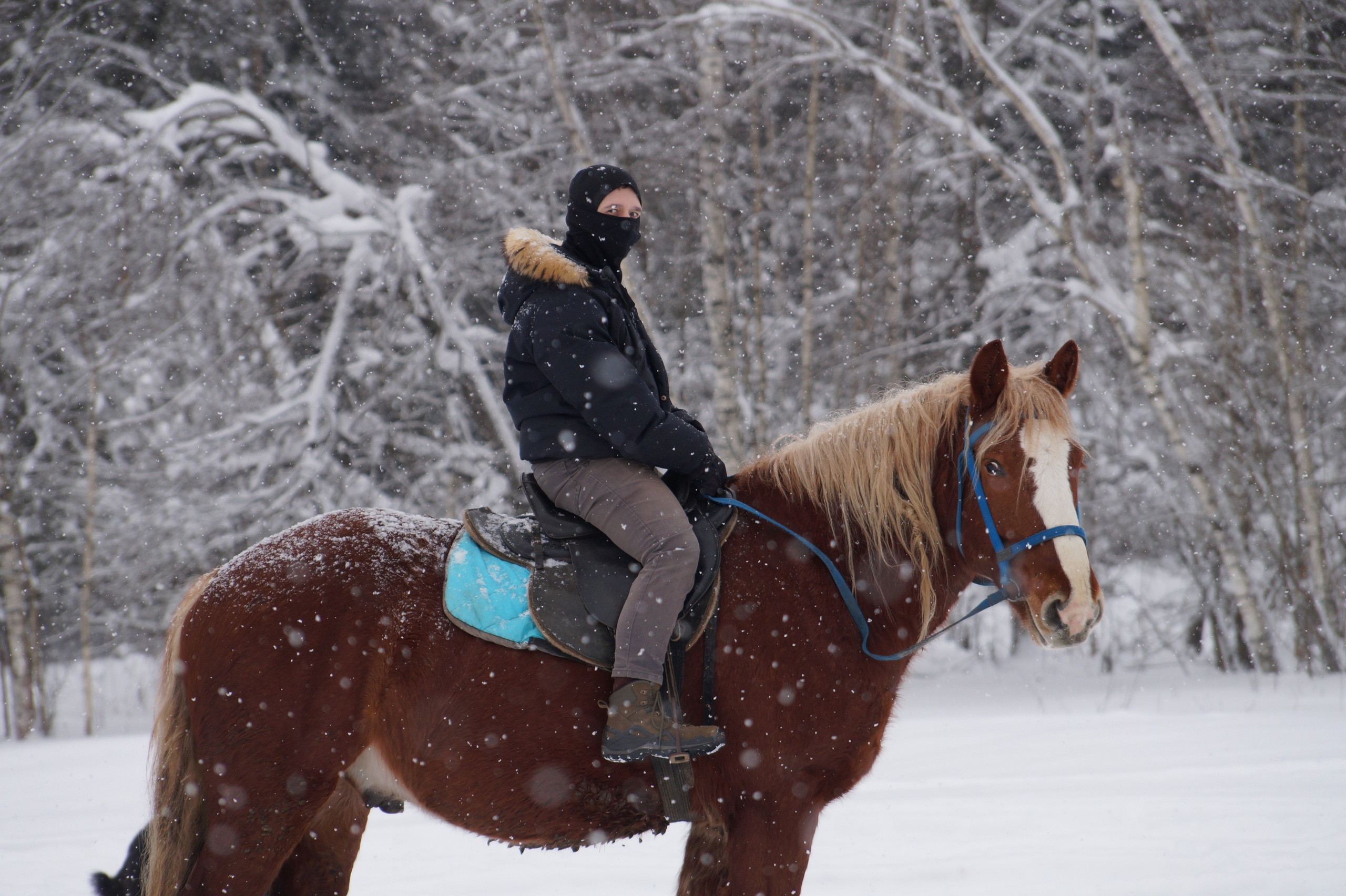 Лошадинг | 11.01.2026. Галерея Фантим