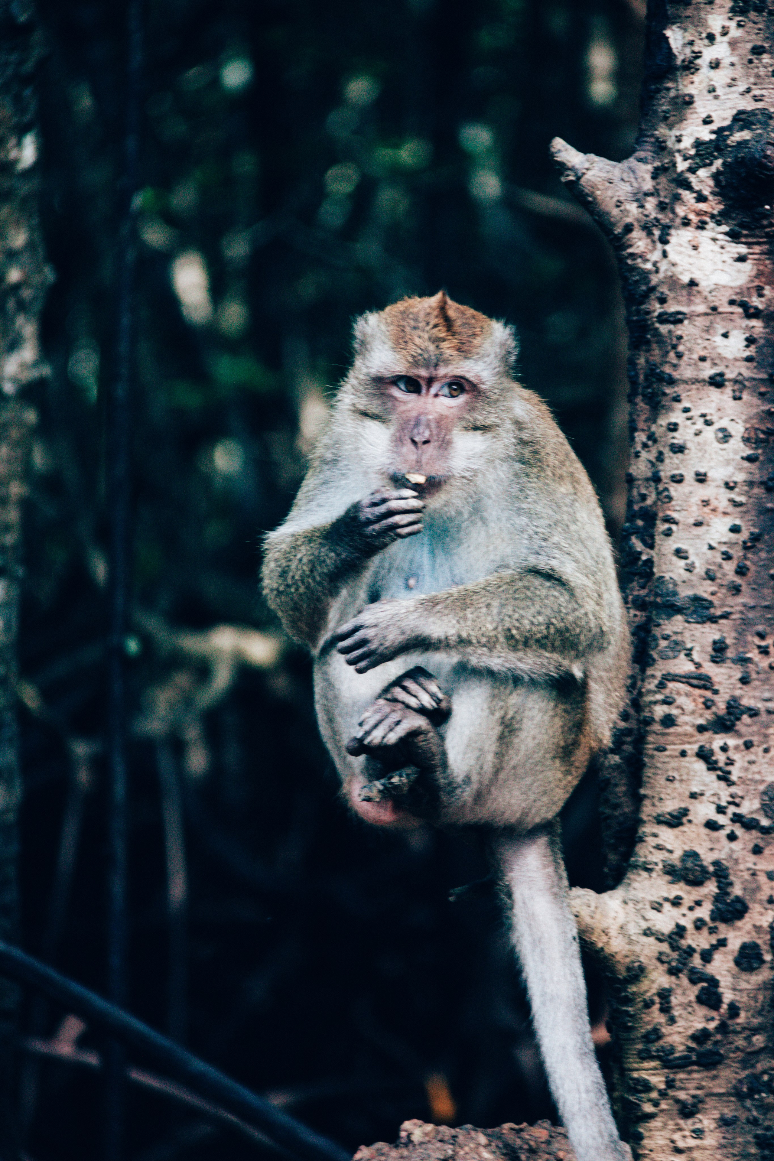 Malaysia. ДарияГалямова — фотограф: открытый, творческий, коммерческий
