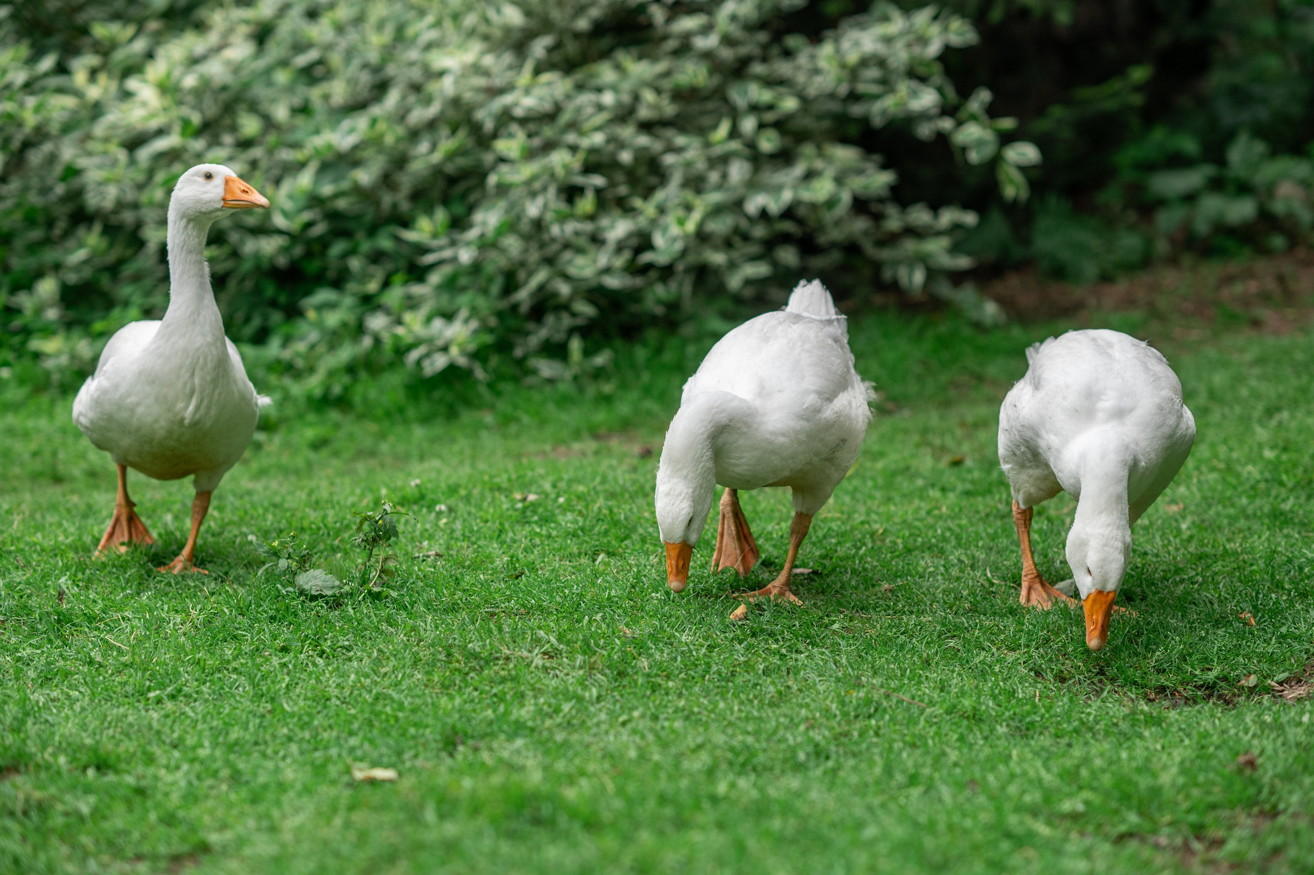 В САДУ. Семейный фотограф Екатеринбург Лора Мур