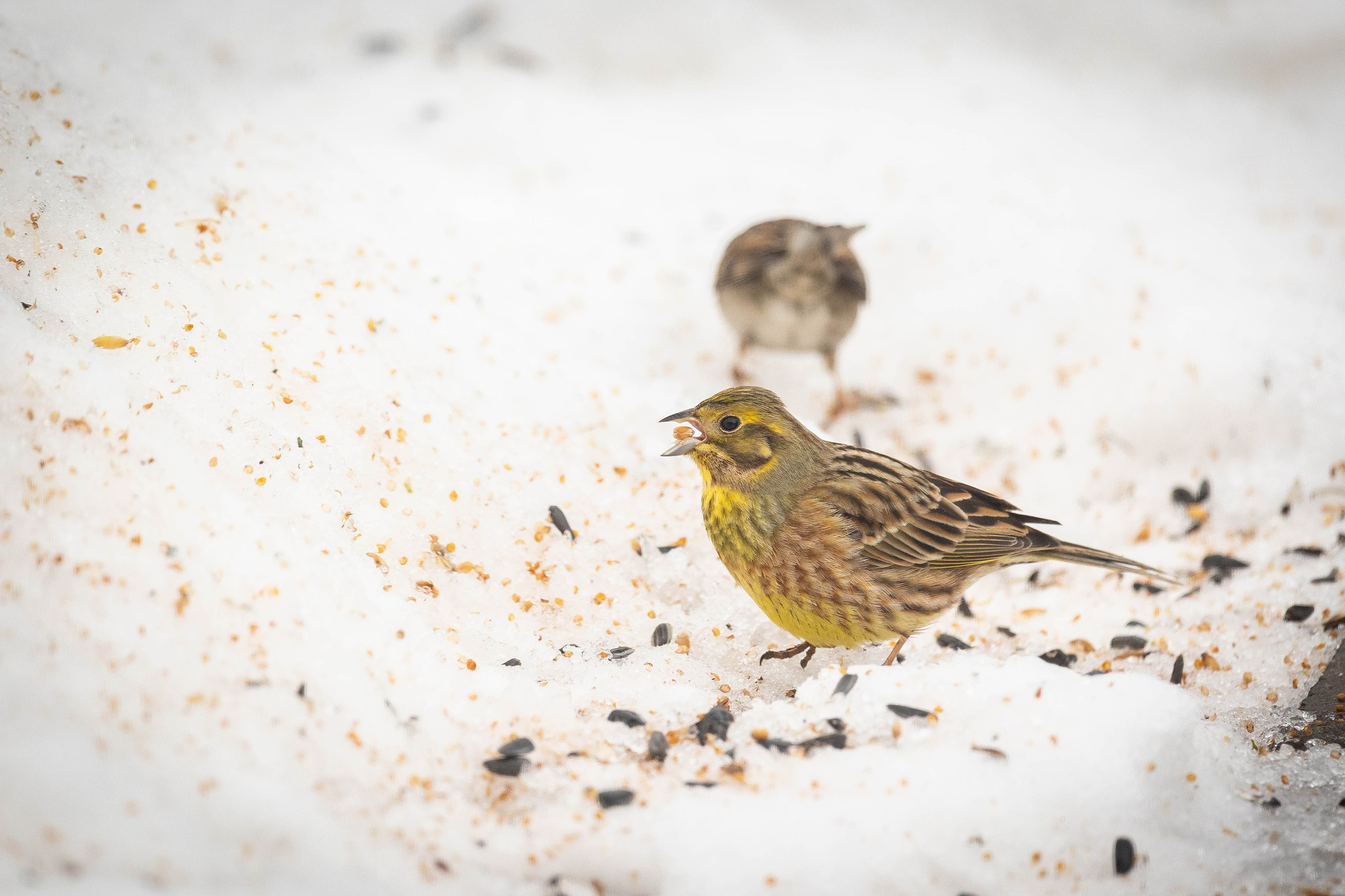 Дикий животный мир. Фотограф-АниМалист Анна Абрамова
