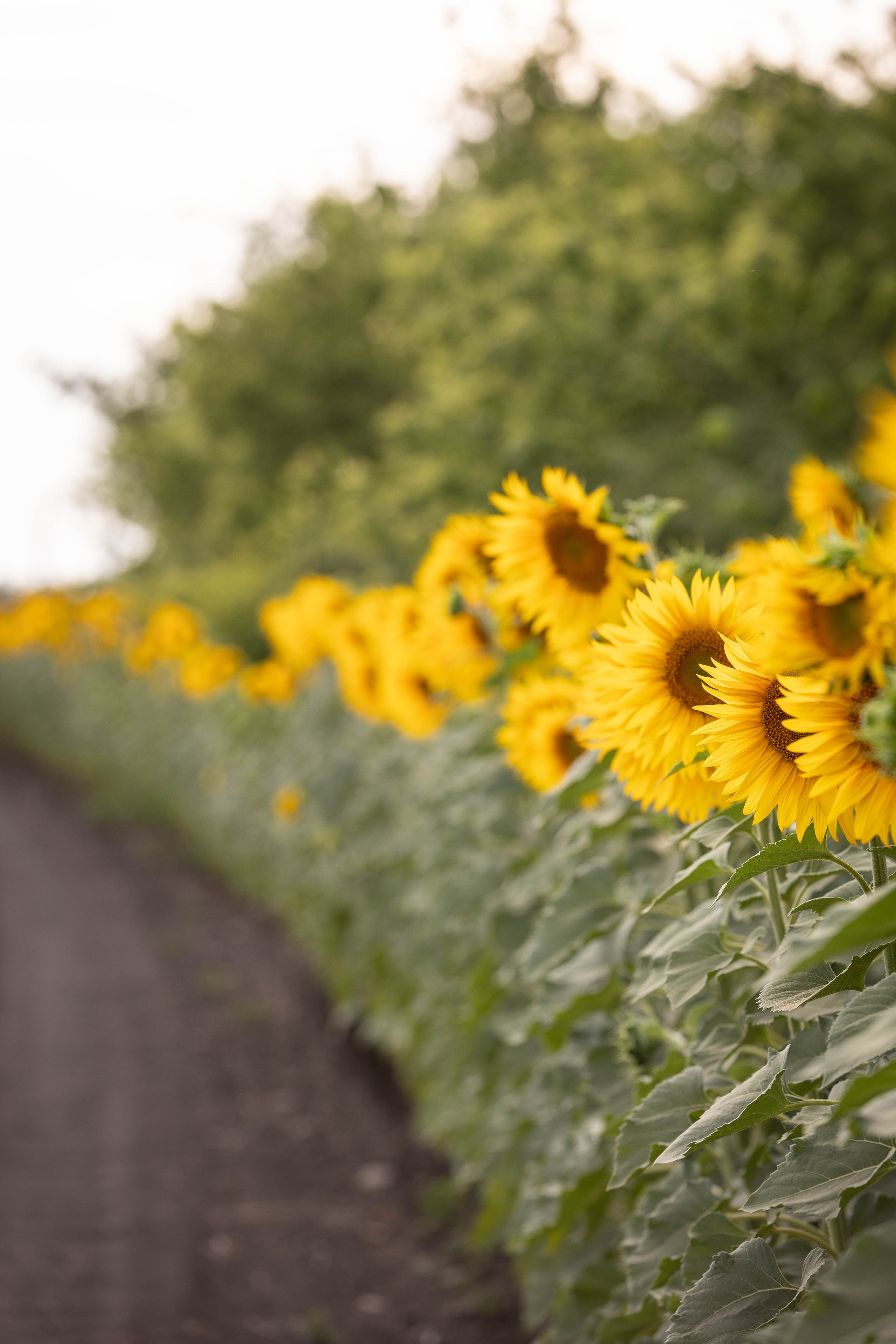 ПОДСОЛНУХИ. Фотограф-АниМалист Анна Абрамова