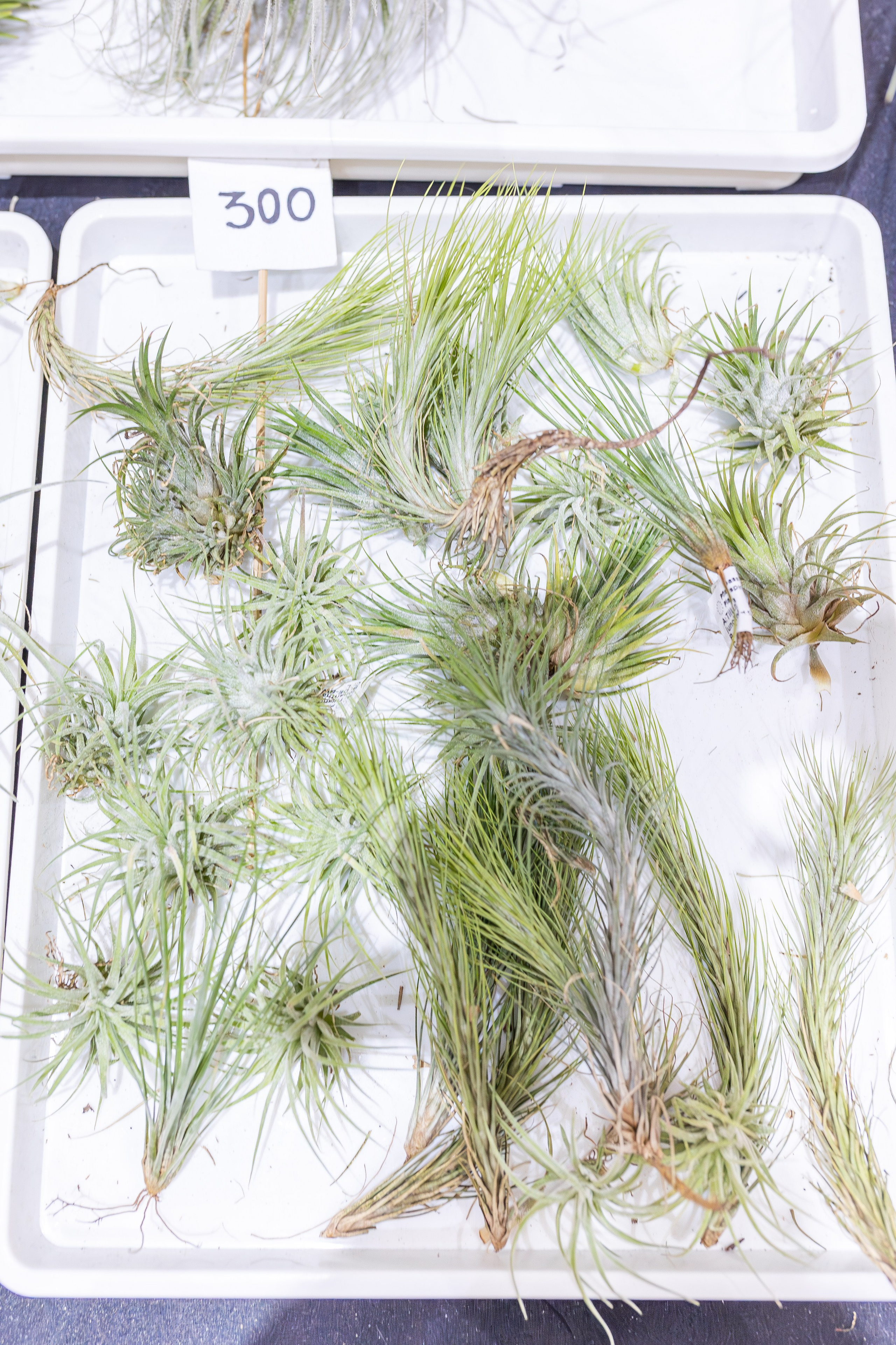 Орхидиум 12.2025. Александра Куликова фотограф, Москва