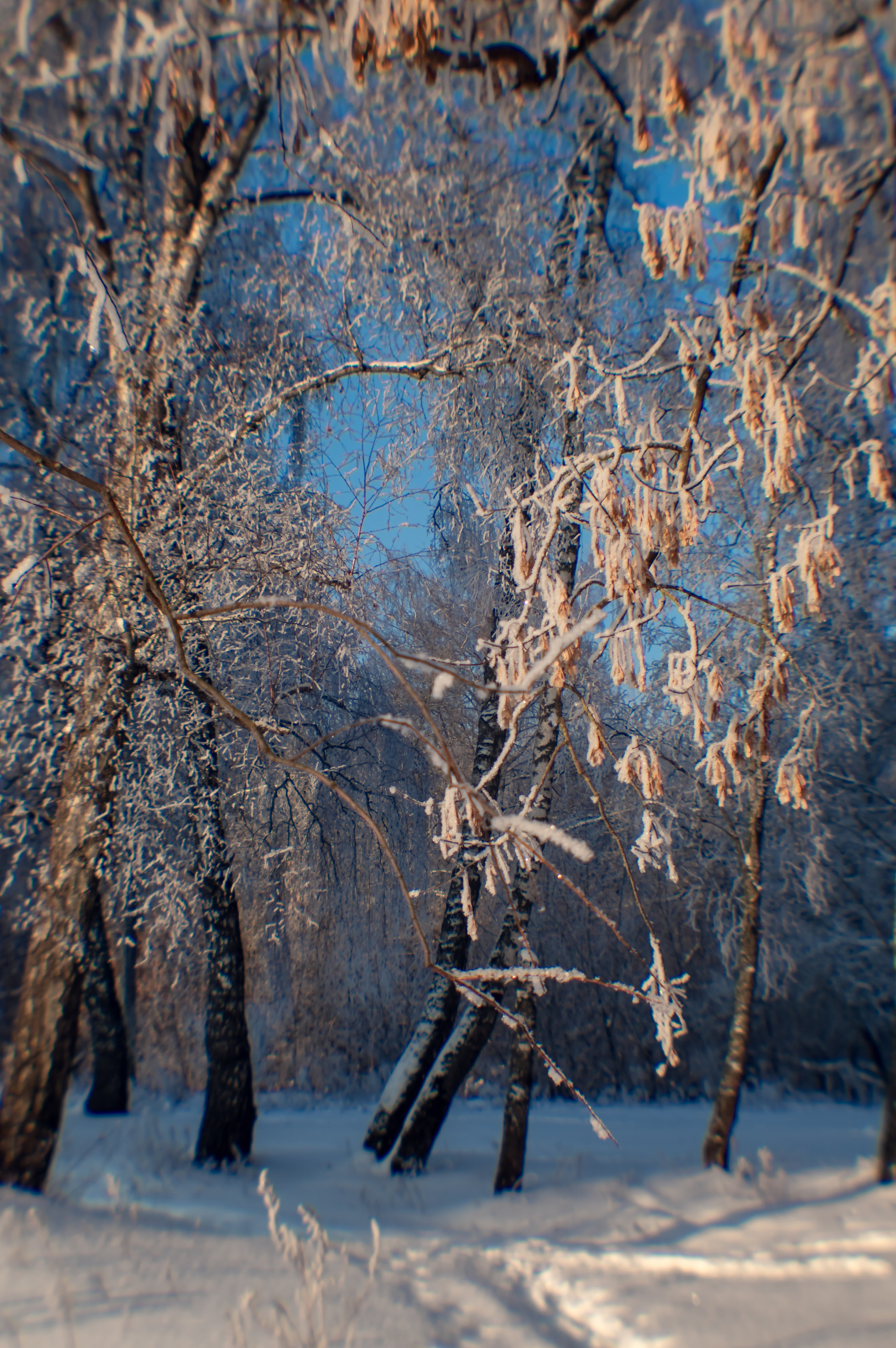 Зимушка зима. Фотограф Крещение Венчание Москва