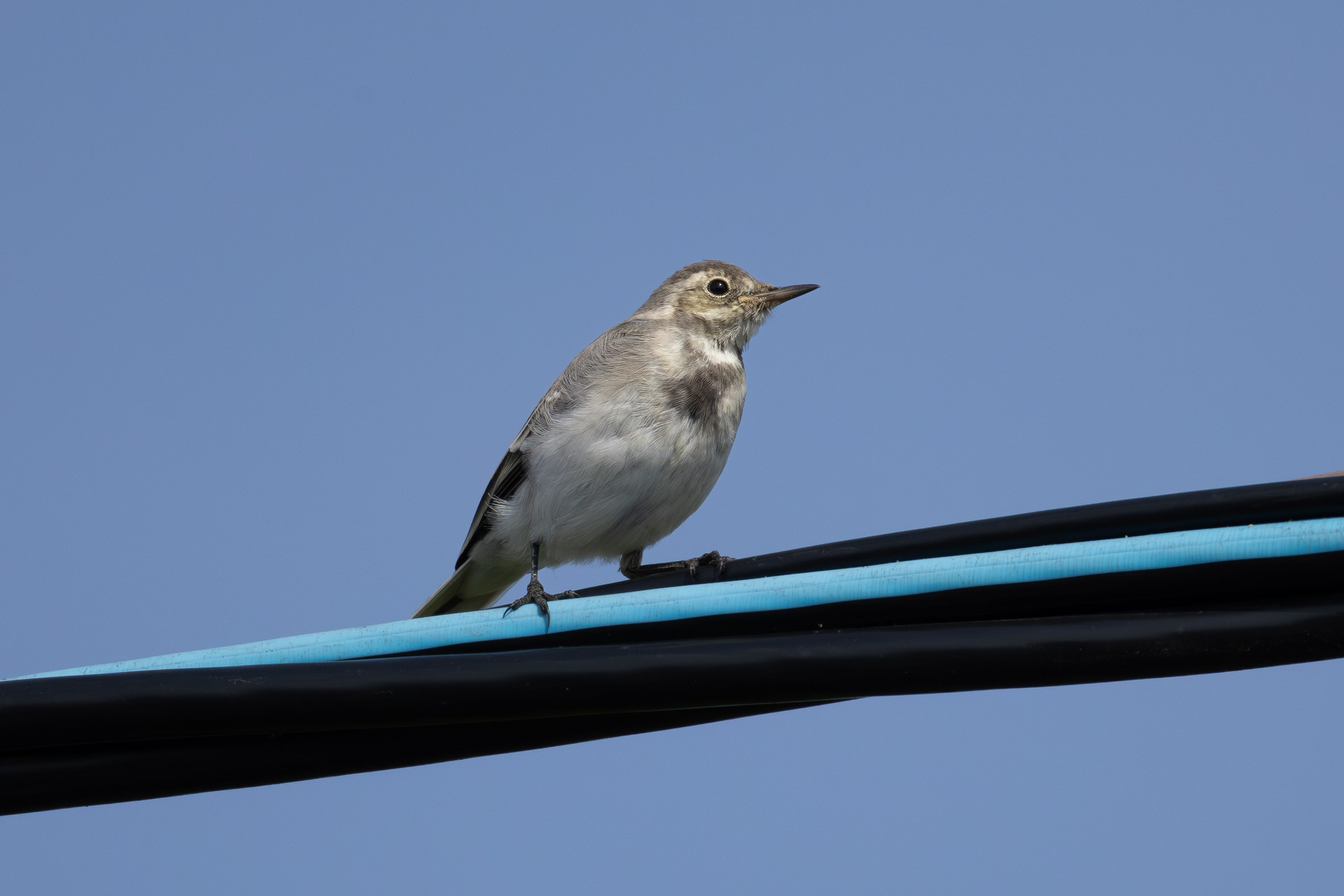 Птицы СНТ «Подлесье». Птицы парков г. Люберцы