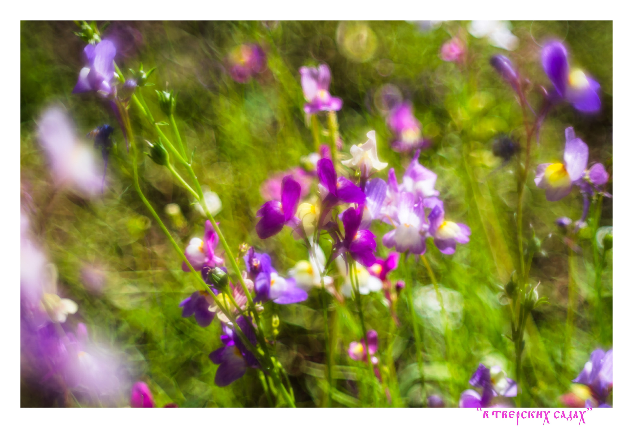 Уличное оформление на День города для центральной библиотеки имени Герцена. Тверь 890 лет. Фотограф — оформитель. Москва — Тверь