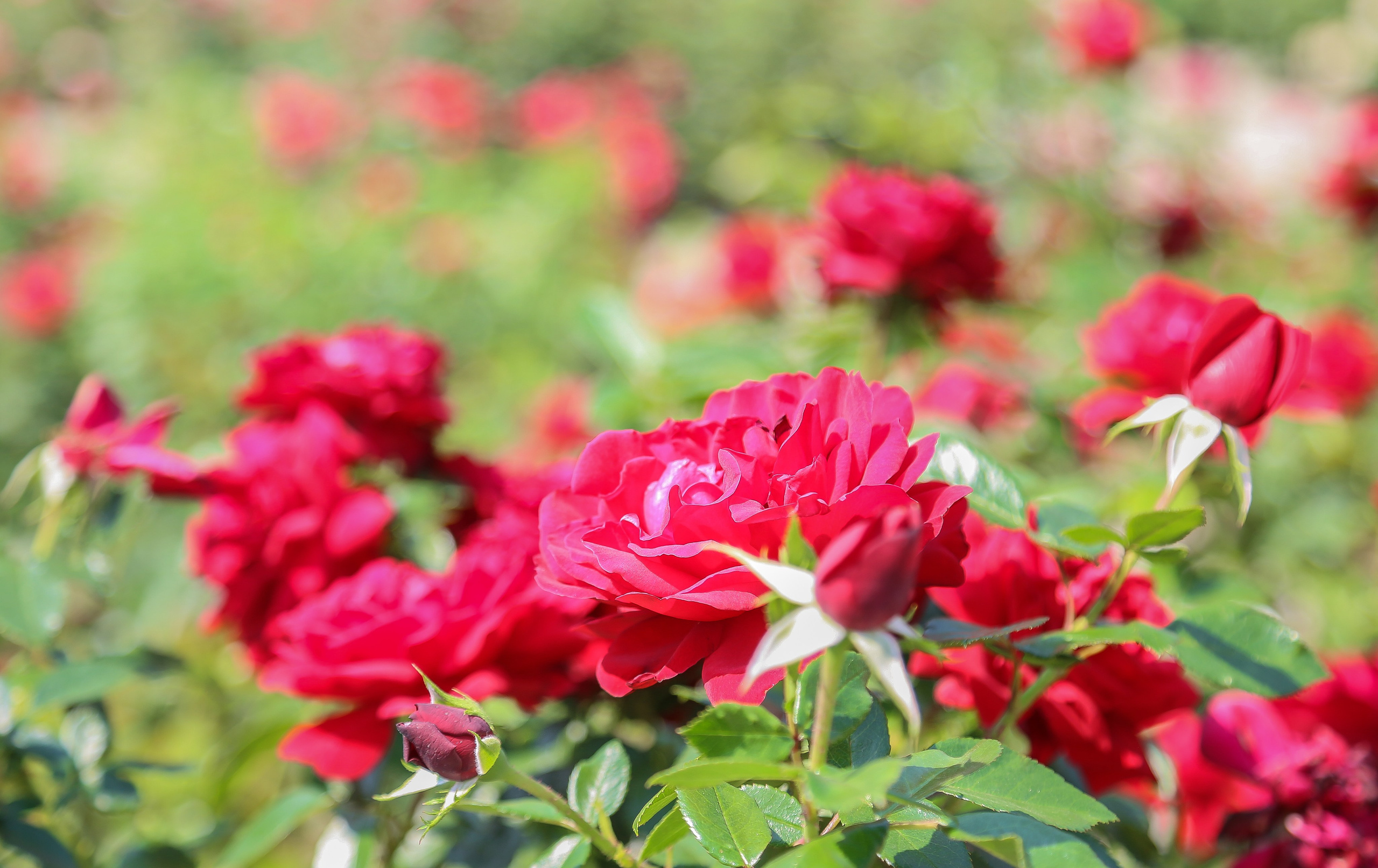 Австрия: Баден. Дарья Письменюк / Darya Leitstern — фотограф, музыкант, журналист, путешественник