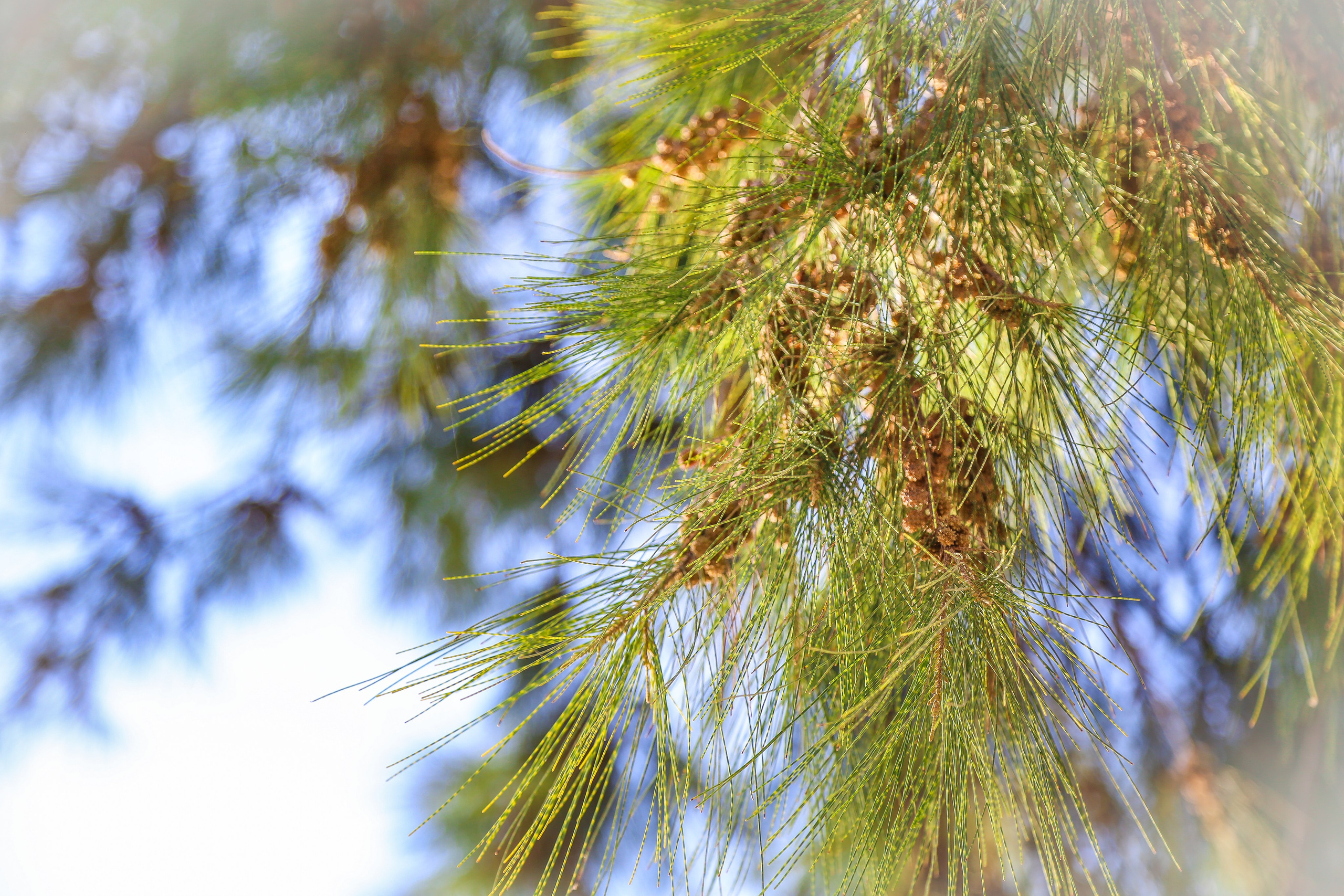Испания: Мурсия и Арчена — взгляд с дистанции. Дарья Письменюк / Darya Leitstern — фотограф, музыкант, журналист, путешественник