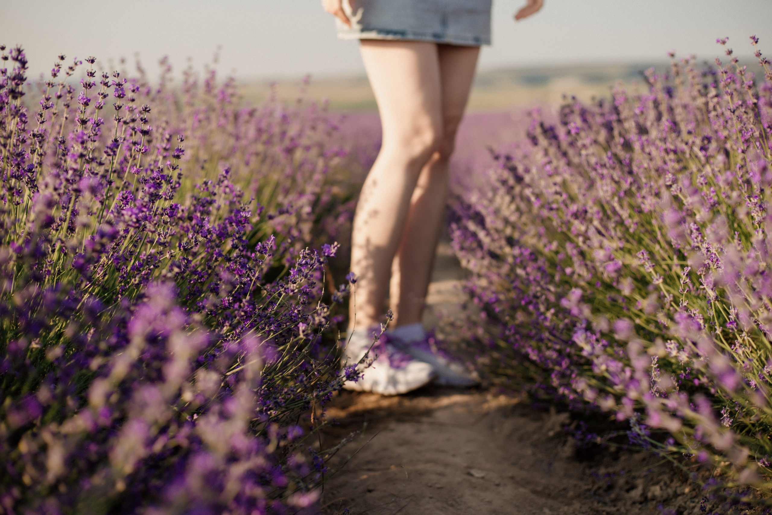 Лаванда. Фотограф и Видеограф Севастополь Крым