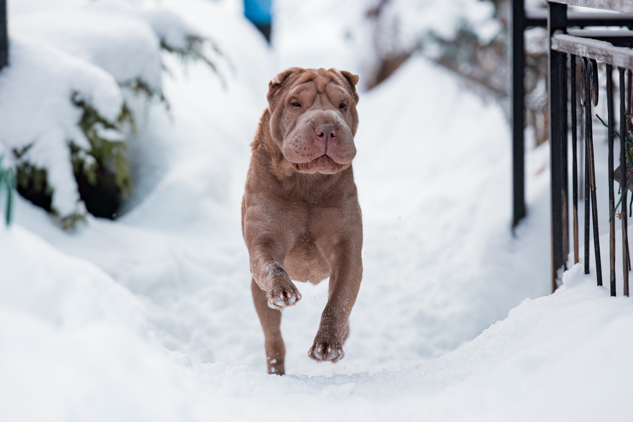 В гостях у шарпеев 16.01.2024. Фотограф-анималист Юлия Германика