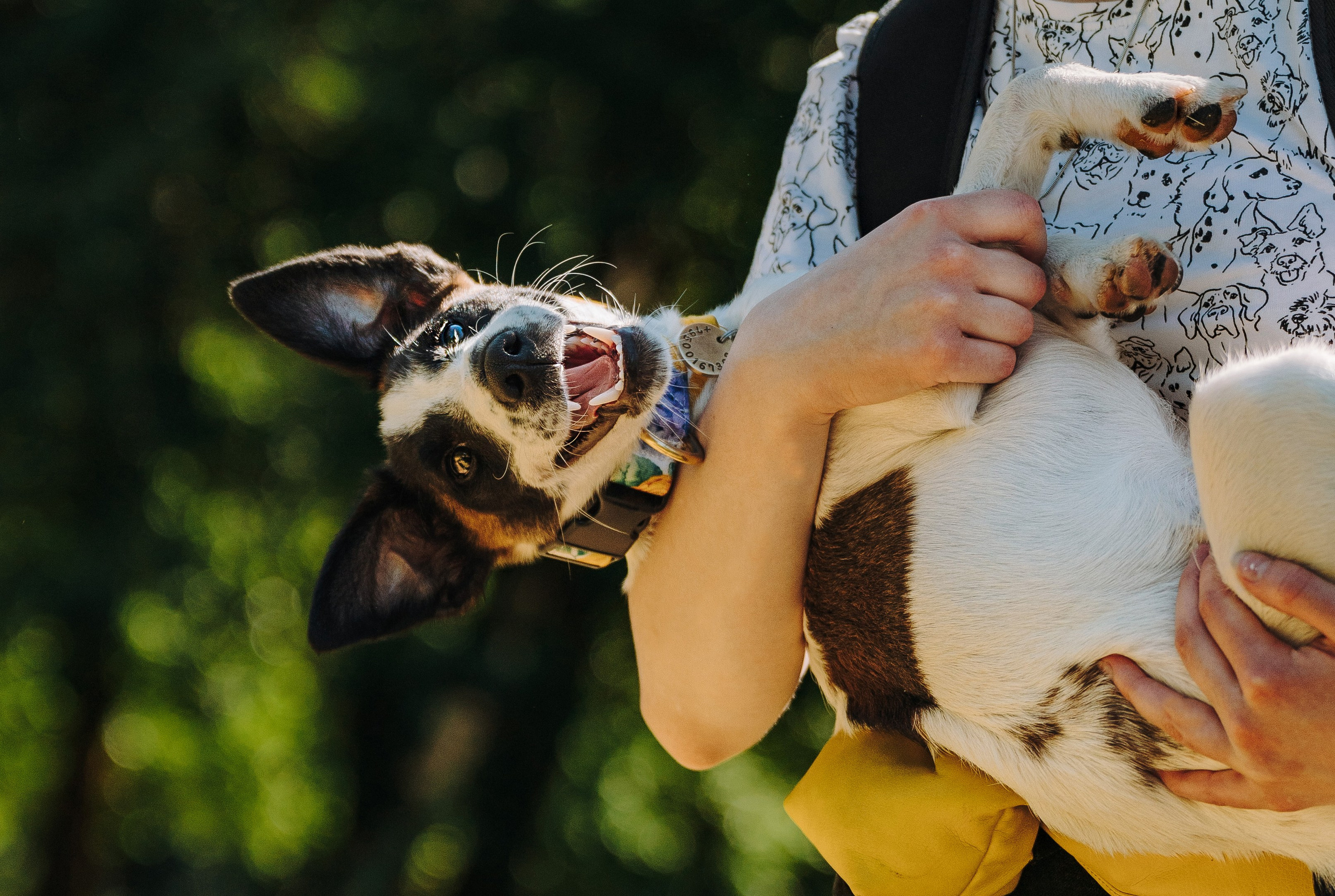 Ксения и Перри. Фотограф анималист в Спб недорого Олеся Майорова