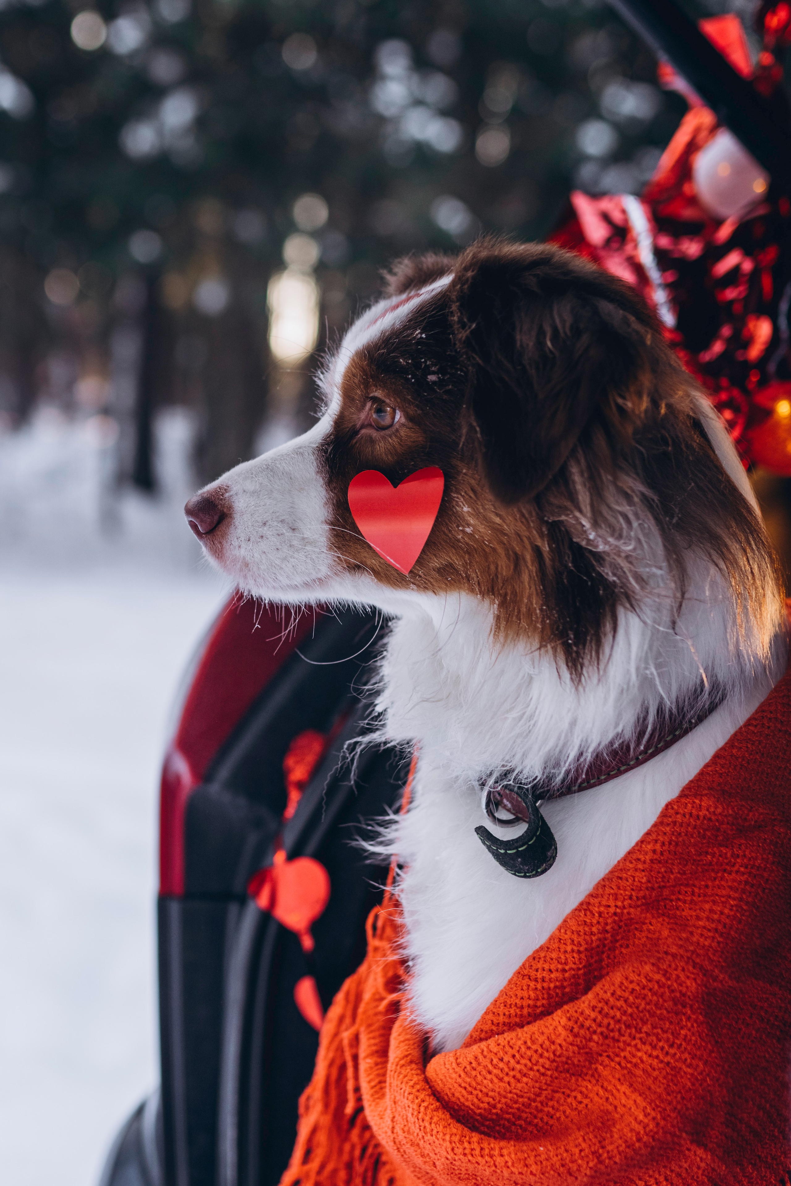 Фотодень Святого Валентина. Фотограф анималист в Спб недорого Олеся Майорова