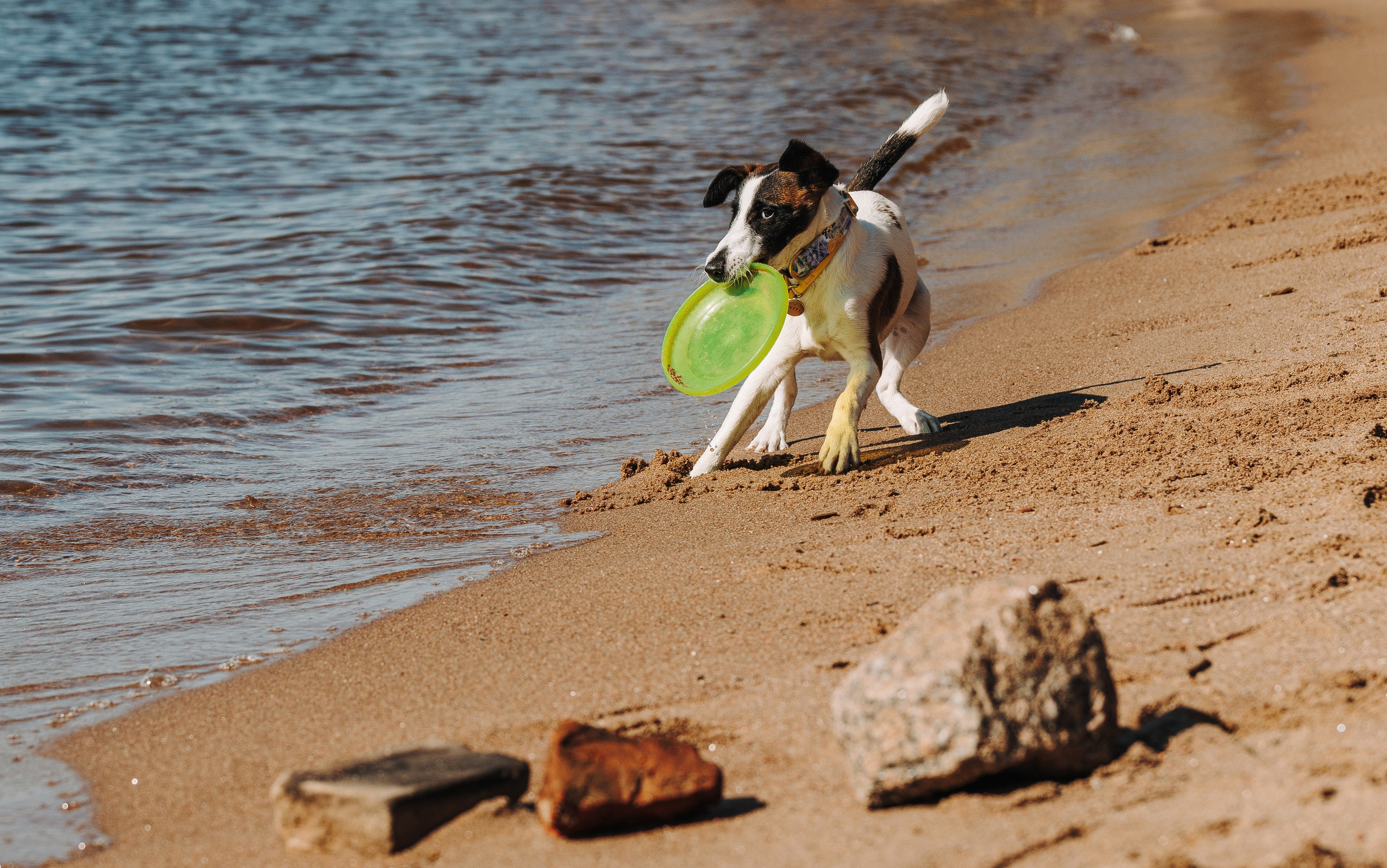 Ксения и Перри. Фотограф анималист в Спб недорого Олеся Майорова