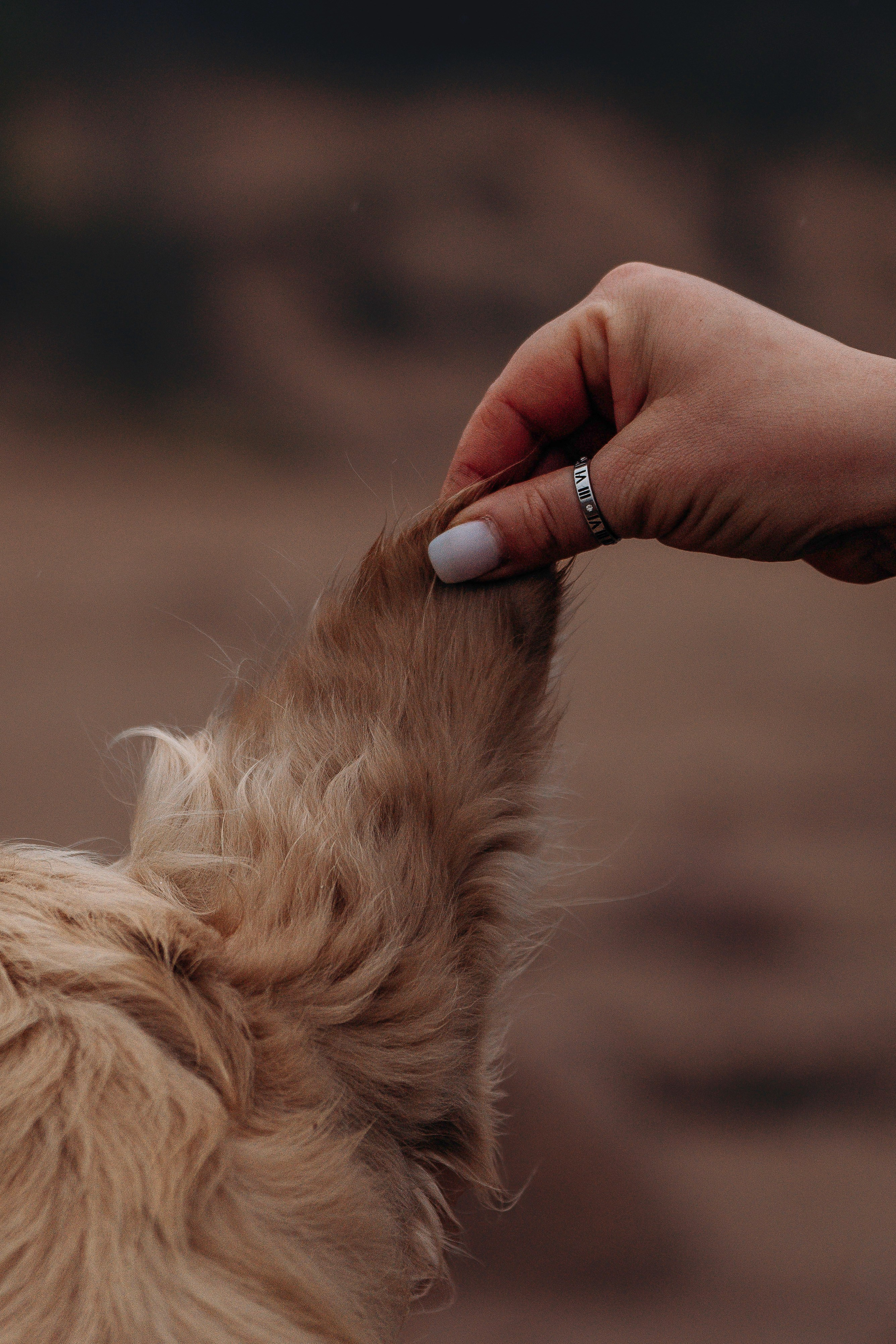 Асти, Крис и Александра. Фотограф анималист в Спб недорого Олеся Майорова