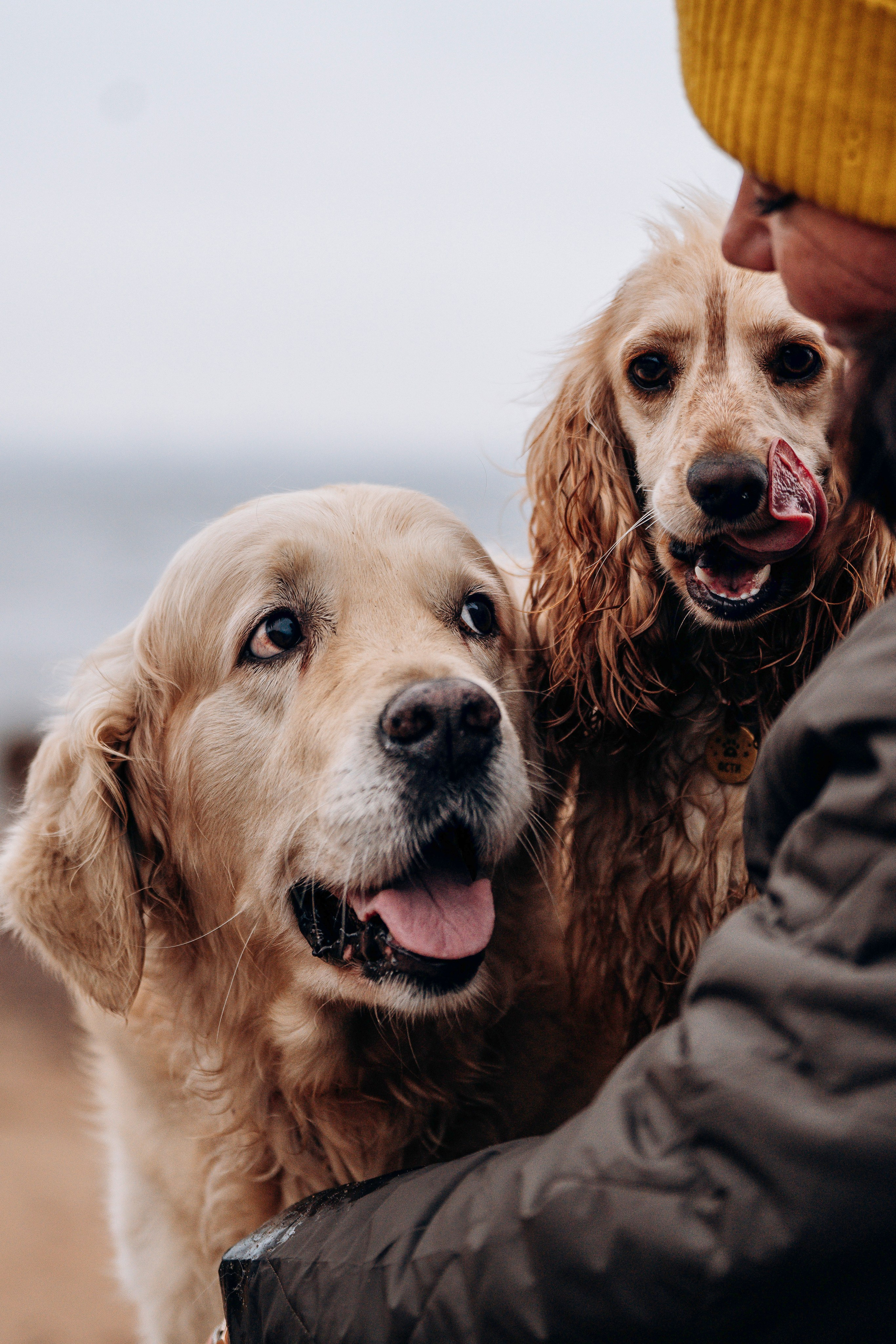 Асти, Крис и Александра. Фотограф анималист в Спб недорого Олеся Майорова