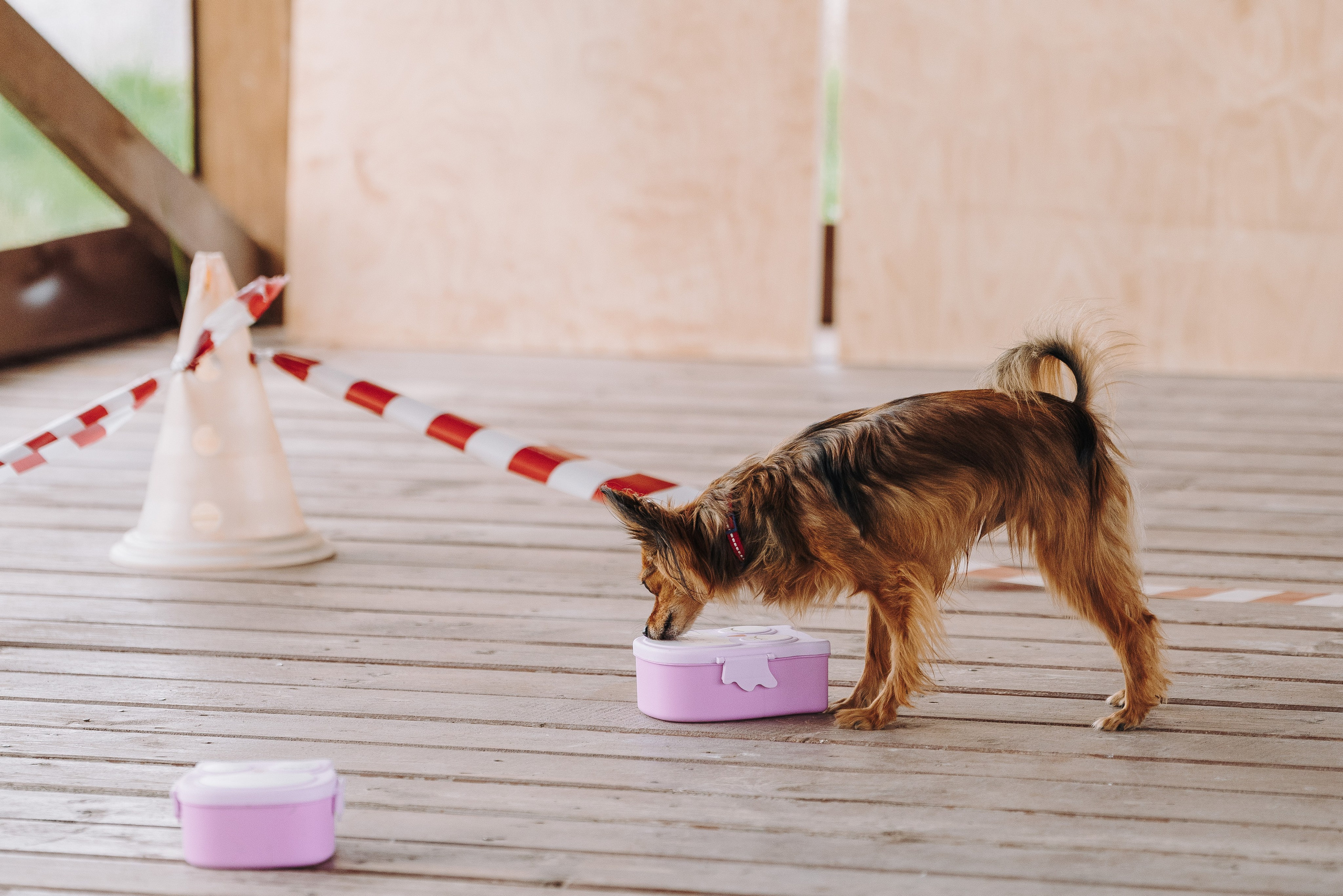 Соревнования по ноузворку в Лосево. Фотограф анималист в Спб недорого Олеся Майорова