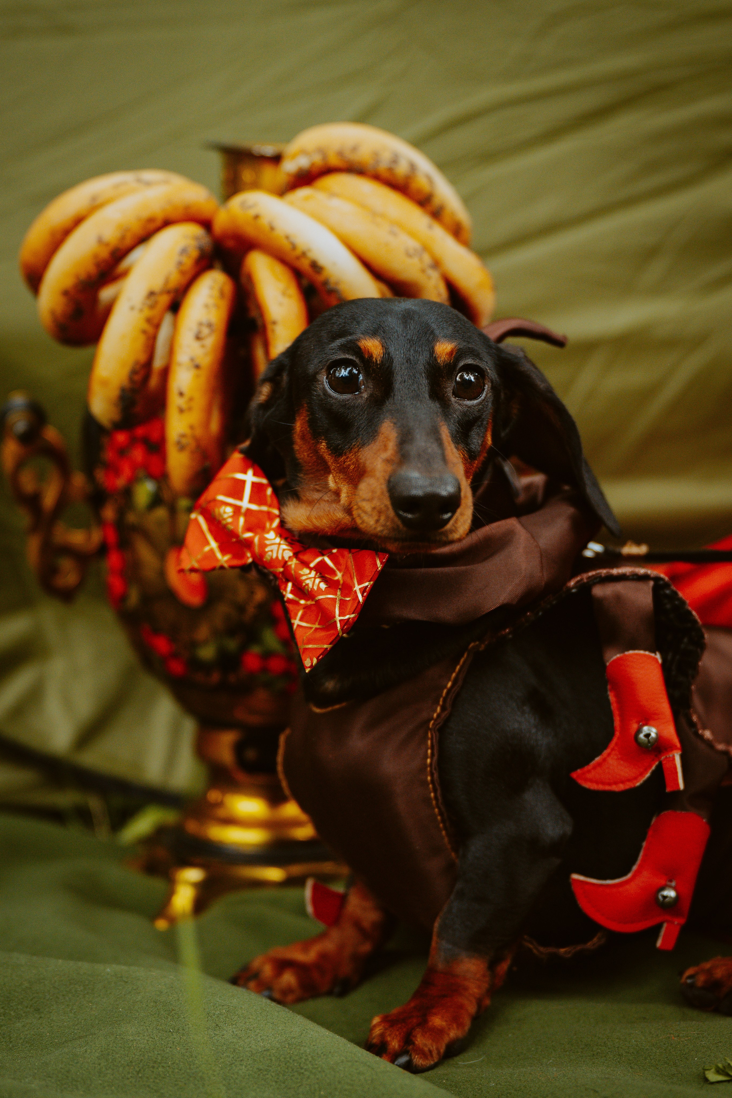 Такспарад. Фотограф анималист в Спб недорого Олеся Майорова