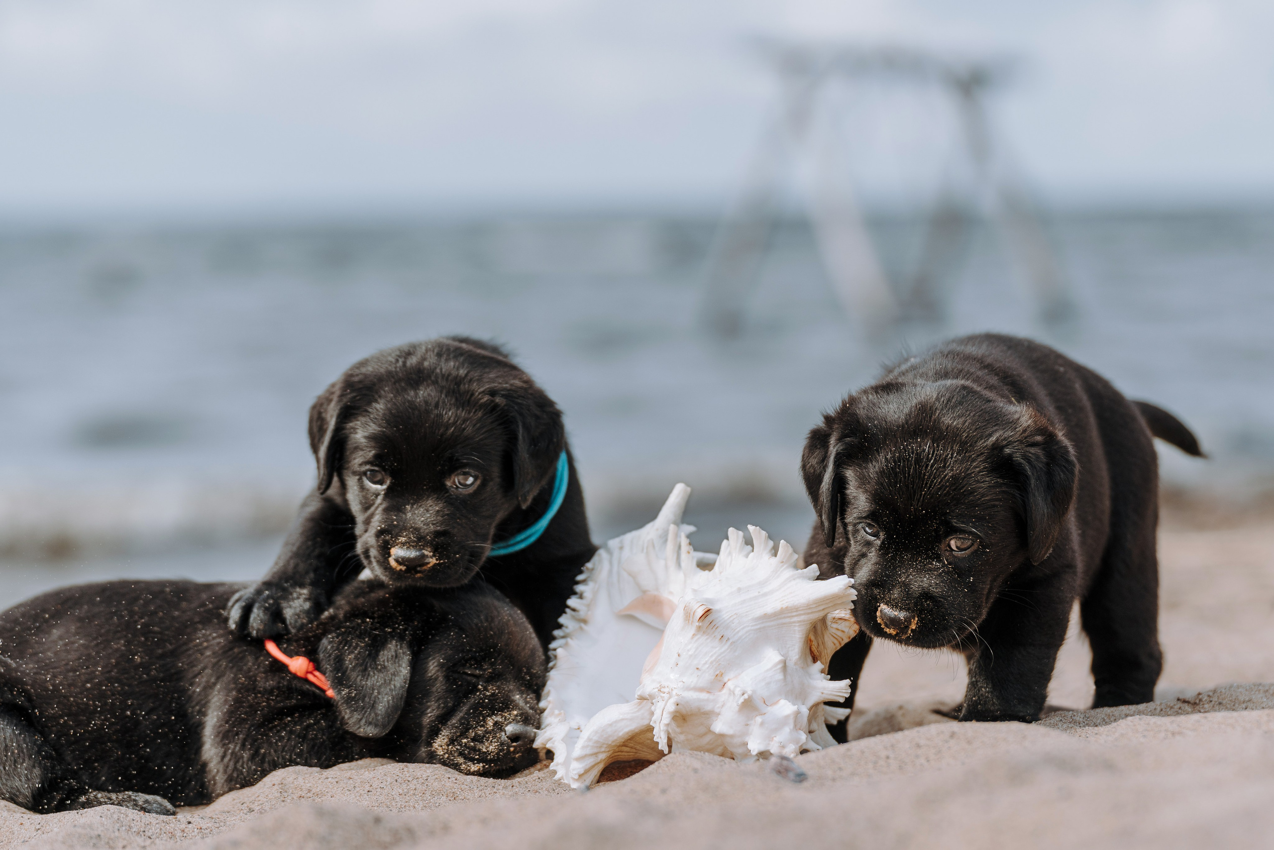 Лабрадорчики на пляже. Фотограф анималист в Спб недорого Олеся Майорова