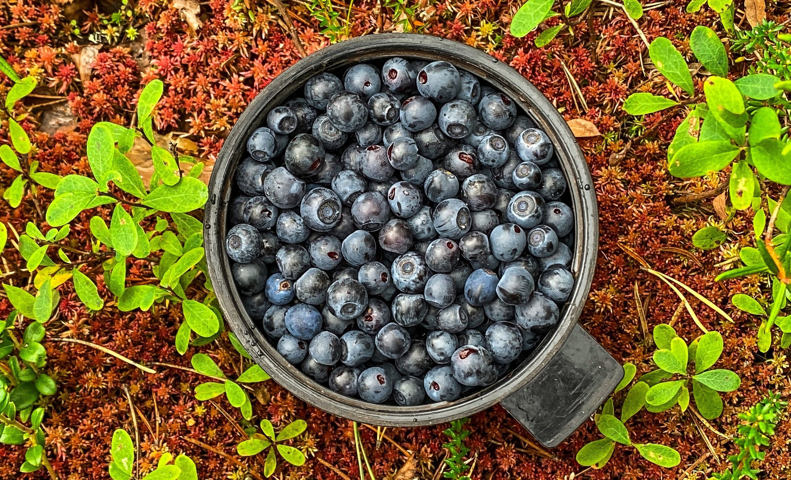 Мобильное фото. Фотограф Семён Родов