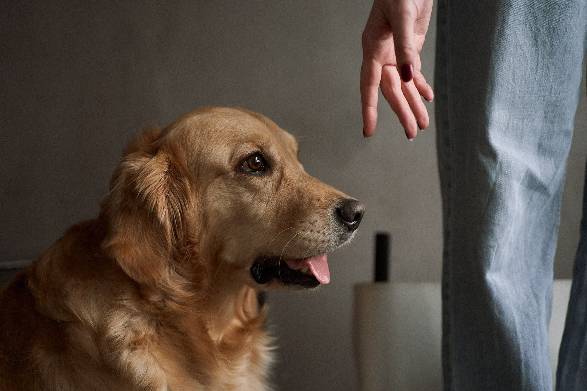 Алия и Пенни. Фотограф анималист Москва Дарья