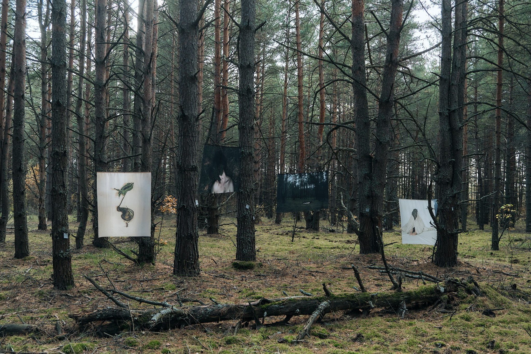 Я приношу к себе лес я себя приношу в лес. Алиса Косарева