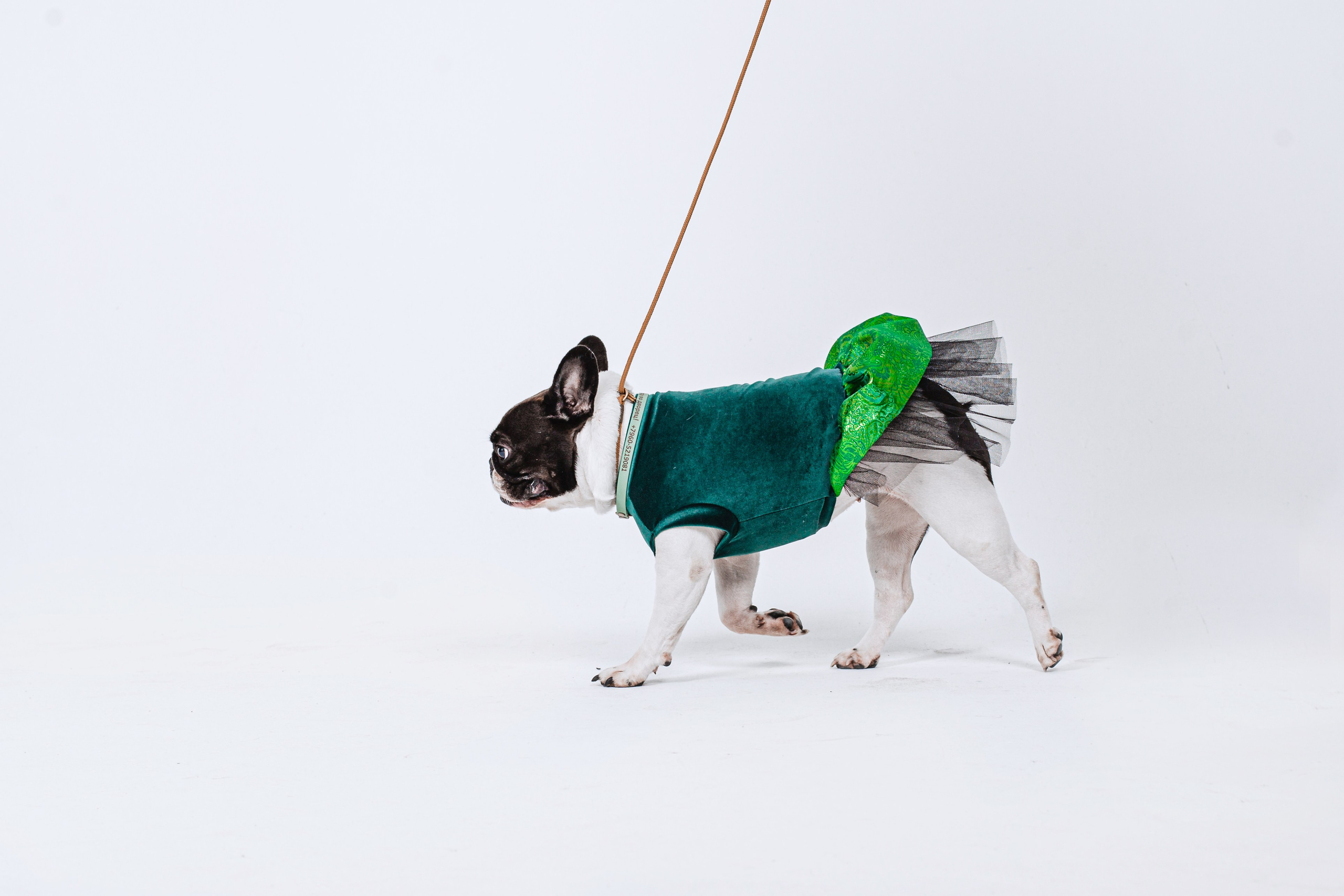 Пижамная вечеринка французских бульдогов и их хозяев. Фотограф-анималист Татьяна Степанова