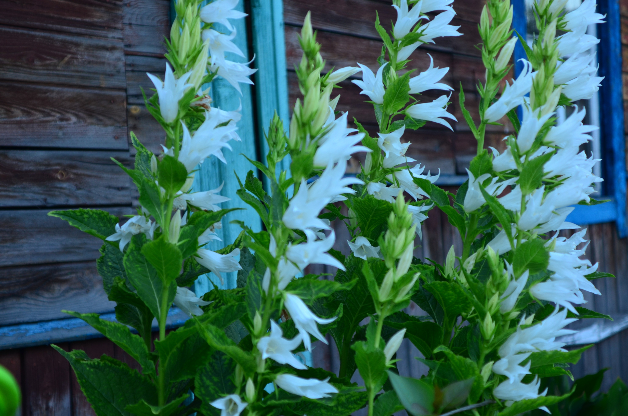 Дары природы. Фотограф viktor viktor