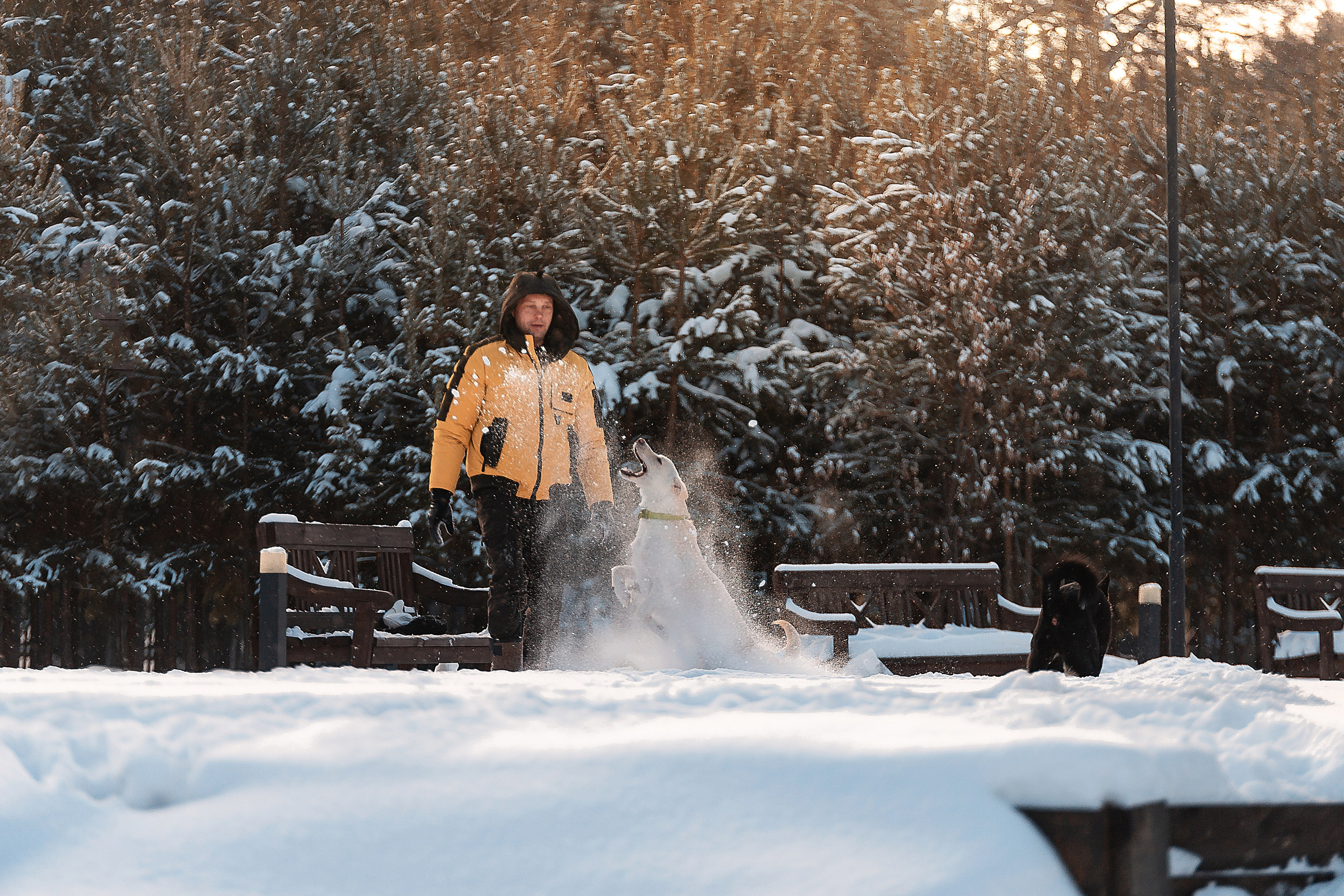 Татьяна, Михаил, Шелли и Лаки. Фотограф-анималист Анастасия Парфенова|Екатеринбург