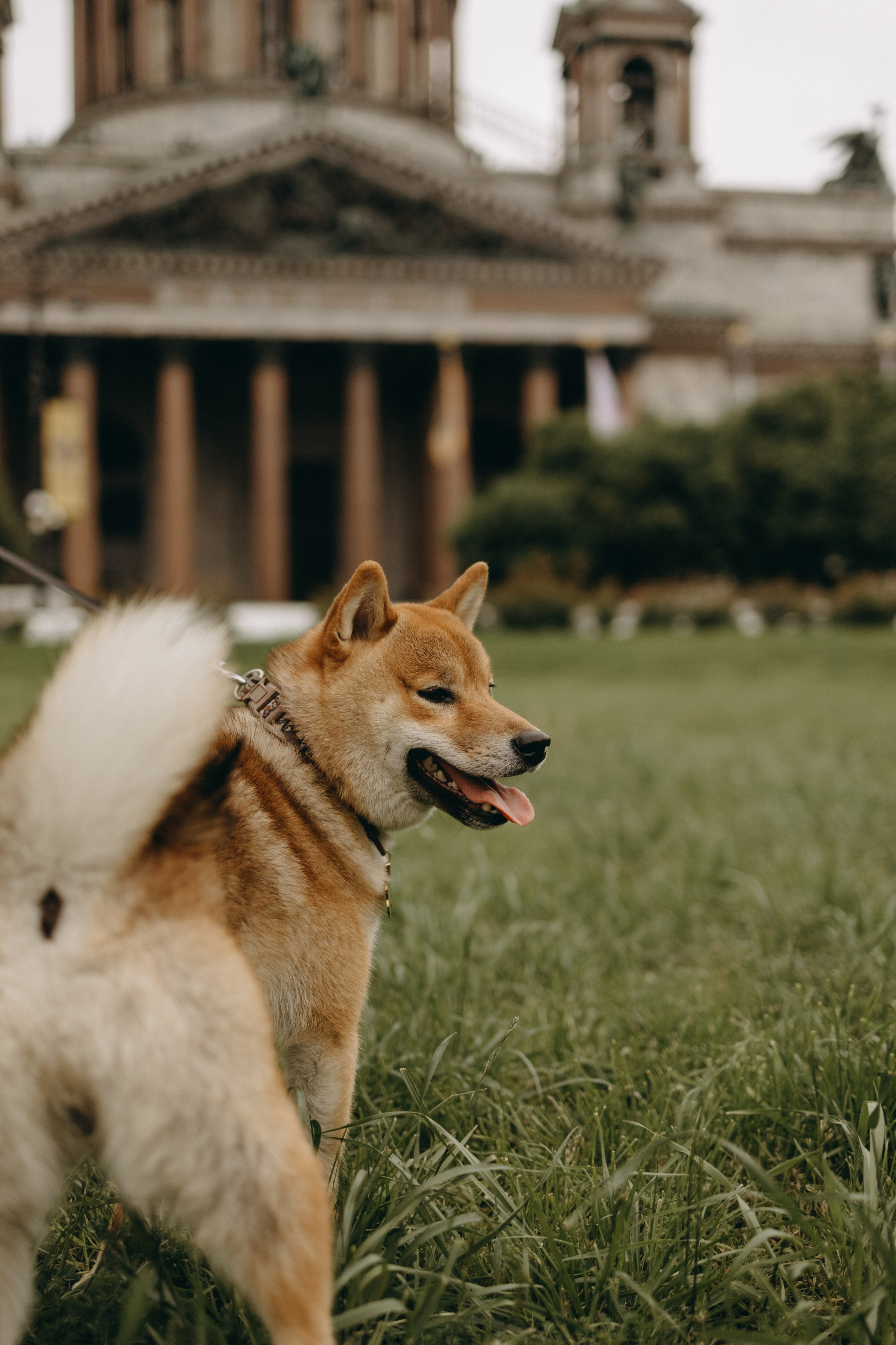 Сириус и его семья. Фотограф — Анималист | Санкт-Петербург