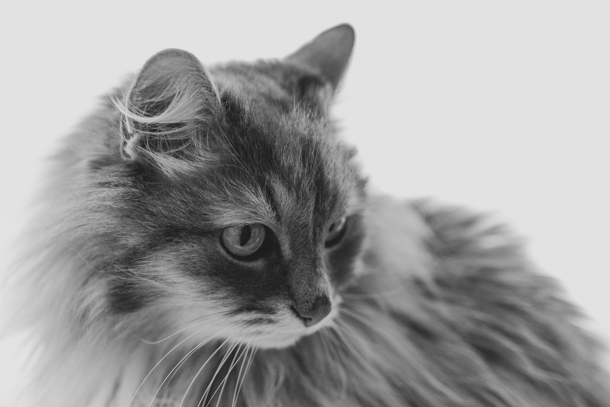 Vika & Kot. Natalia Finch Photography — Family, Kids & Pet Photographer in Chicago, IL