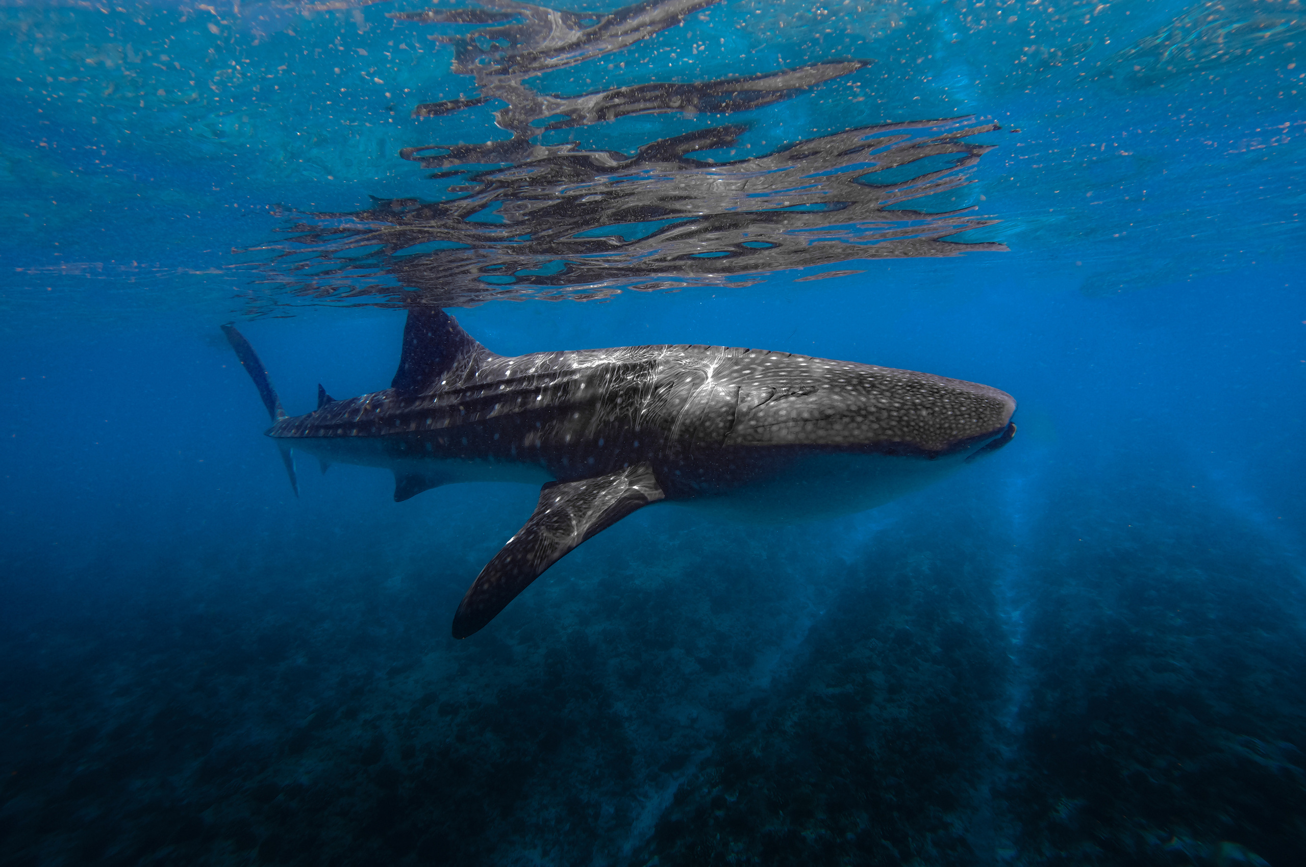 Туристическое агентство на Мальдивах Velaa Trips