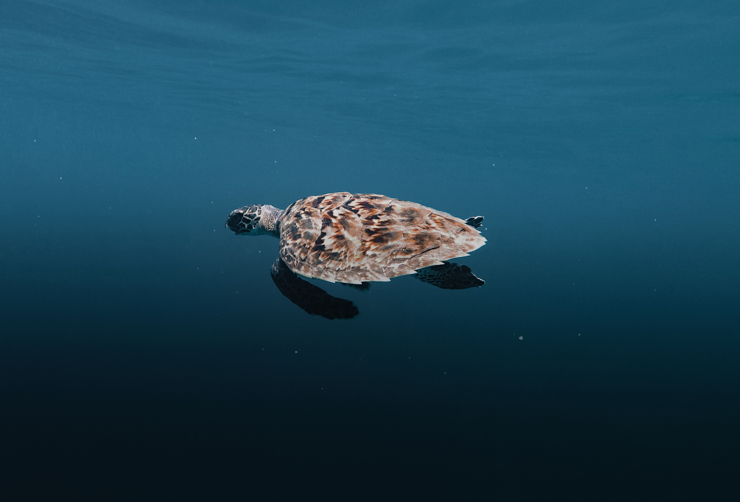 Туристическое агентство на Мальдивах Velaa Trips