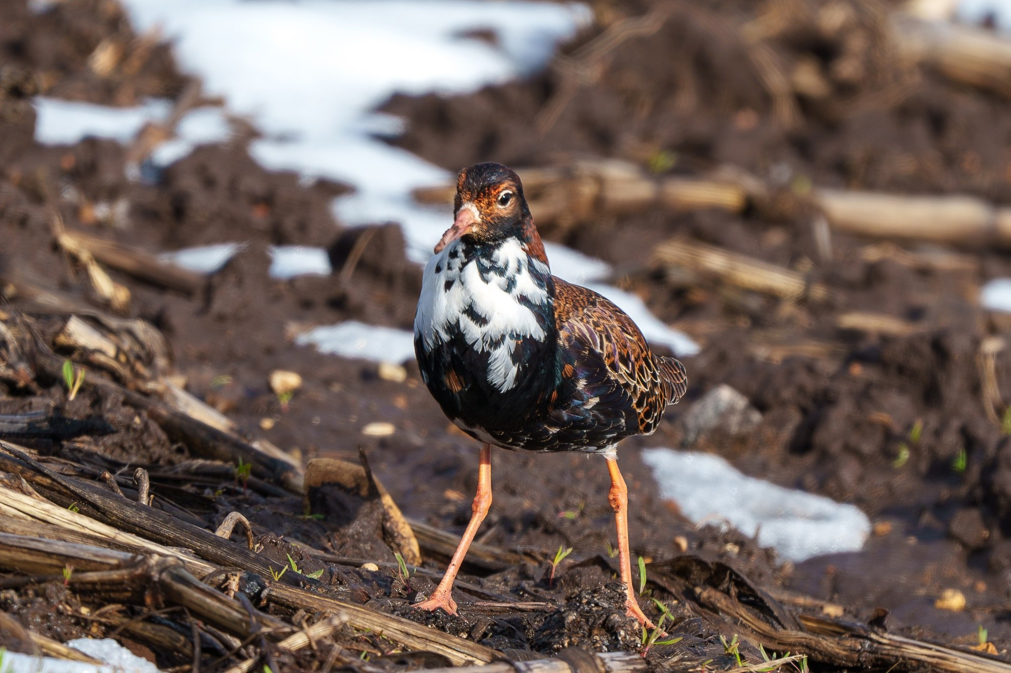 Удивительные мир птиц. Вокруг нас столько прекрасного — присмотритесь!. Ваш личный фотограф Марина Волкова
